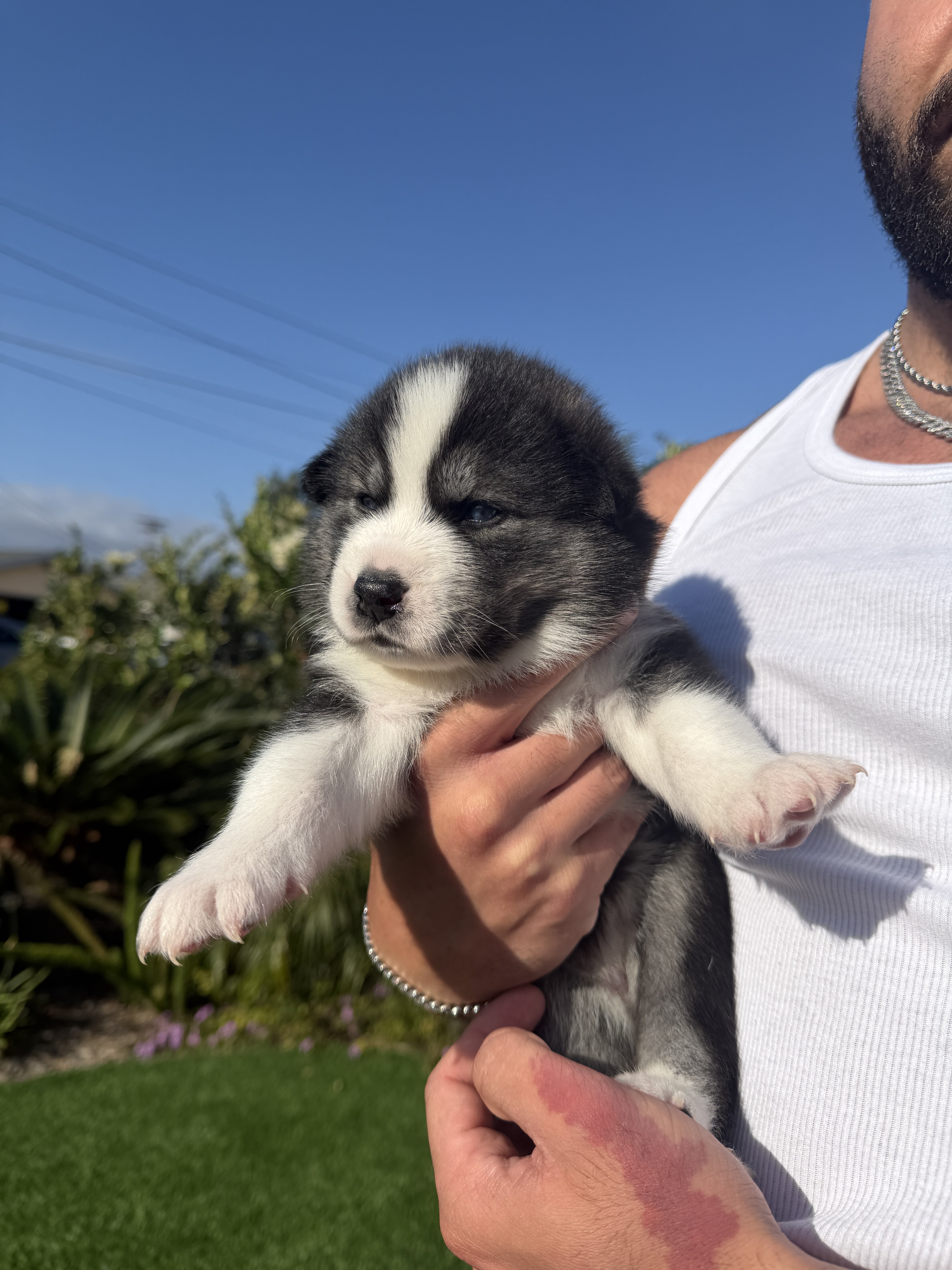 Siberian Husky x Samoyed mix (Samusky) image 1