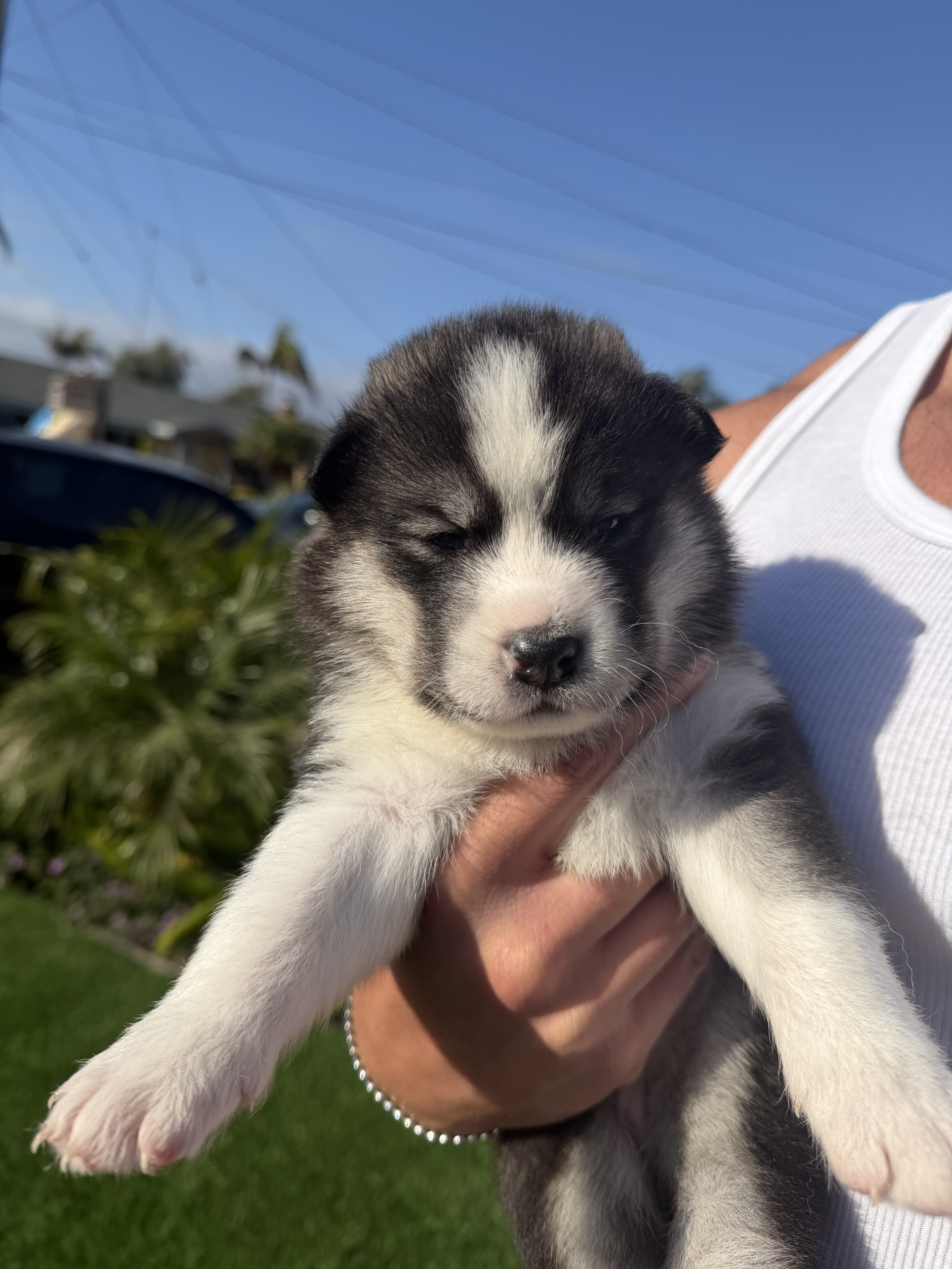 Siberian Husky x Samoyed mix (Samusky) image 2