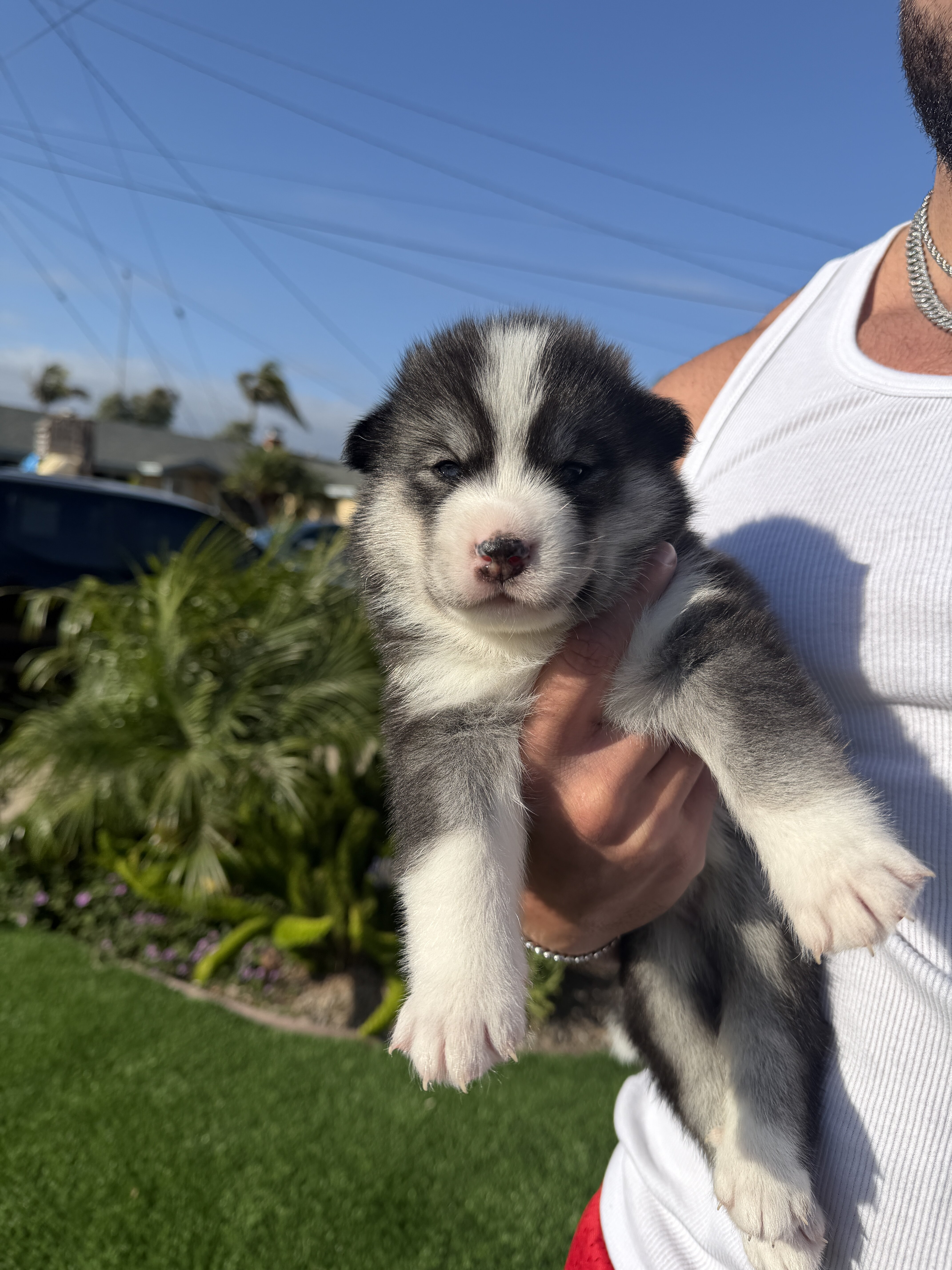 Siberian Husky x Samoyed mix (Samusky) image 3