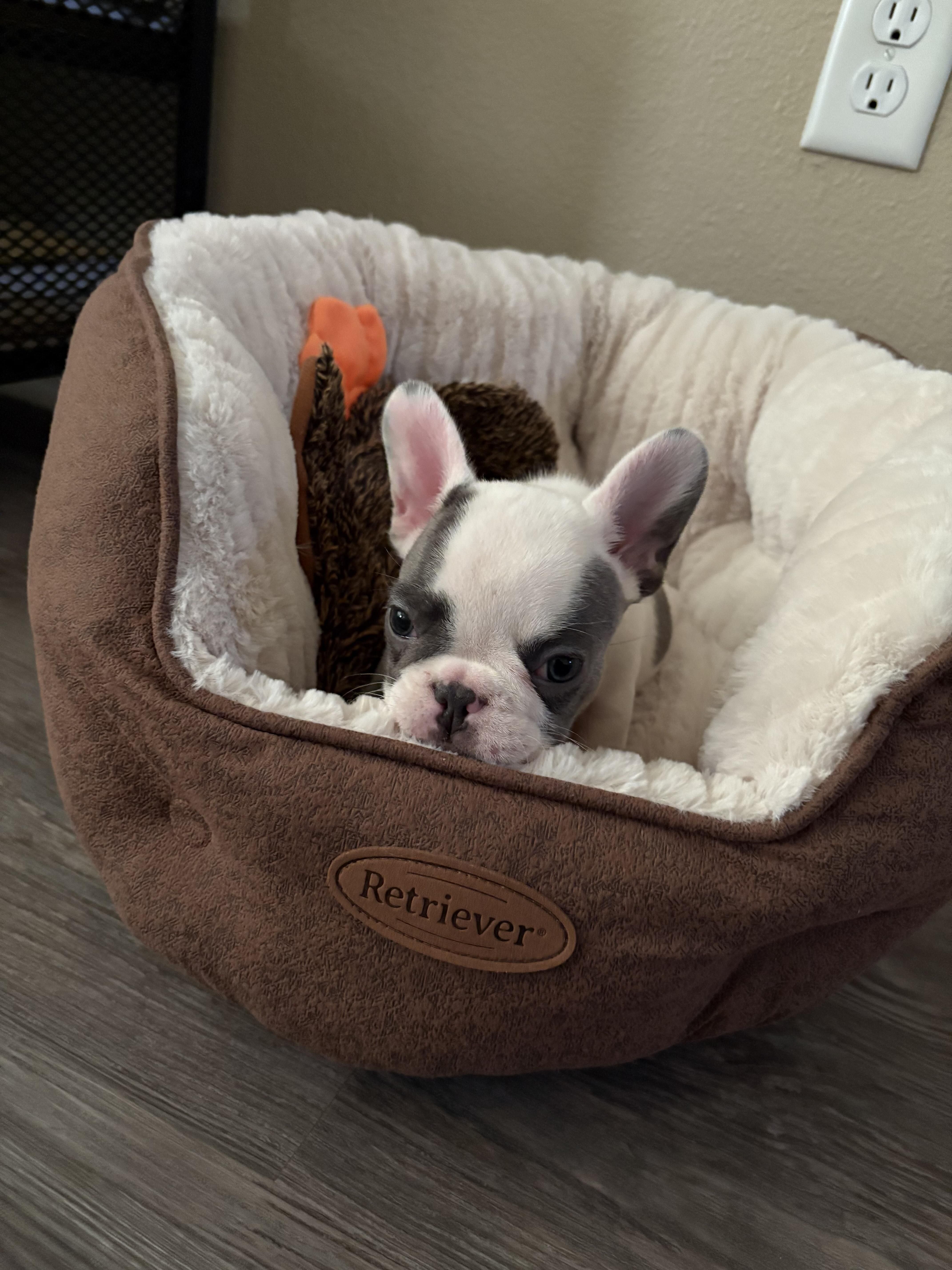 Frenchie girl image 1