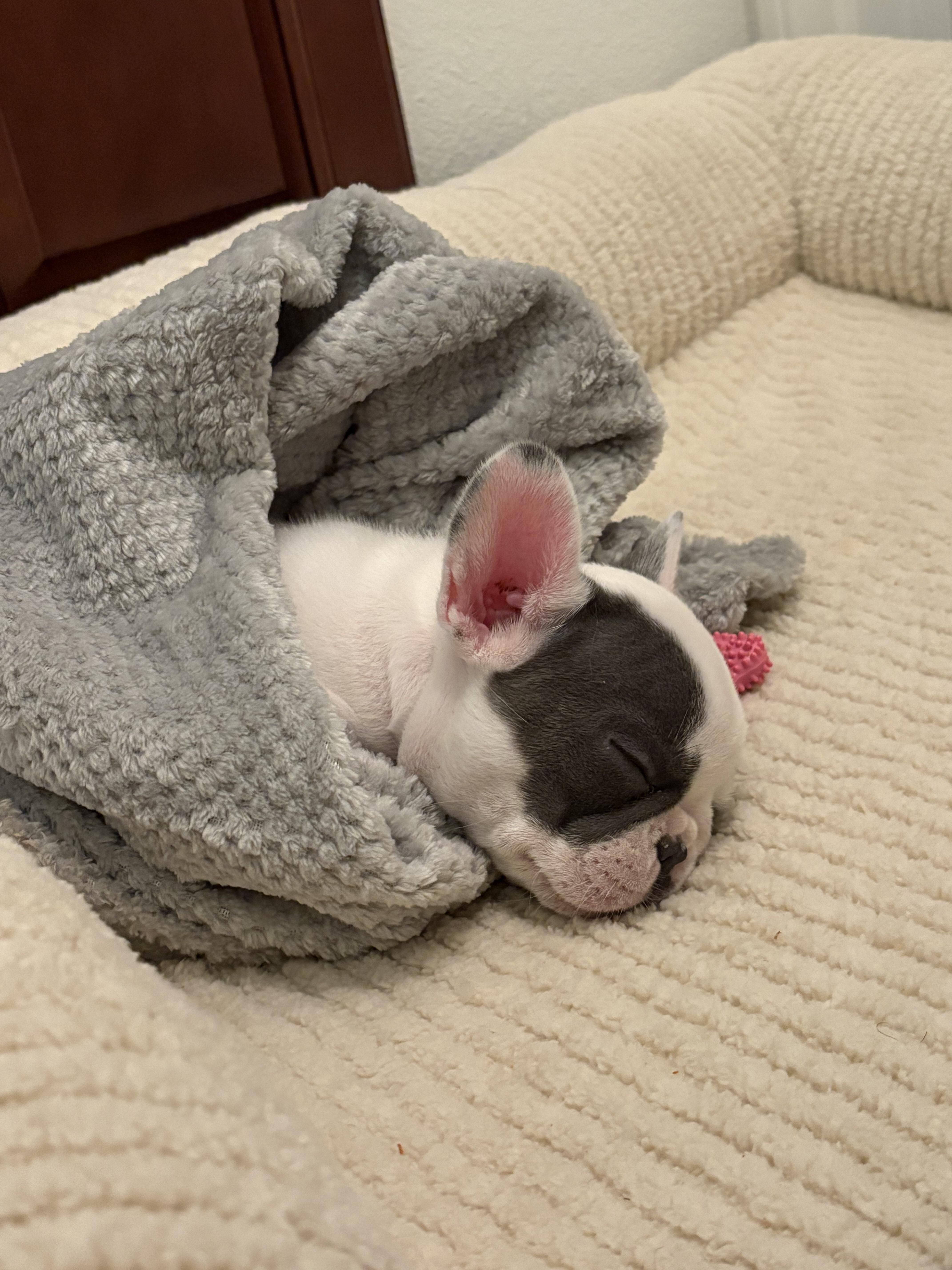 Frenchie girl image 2