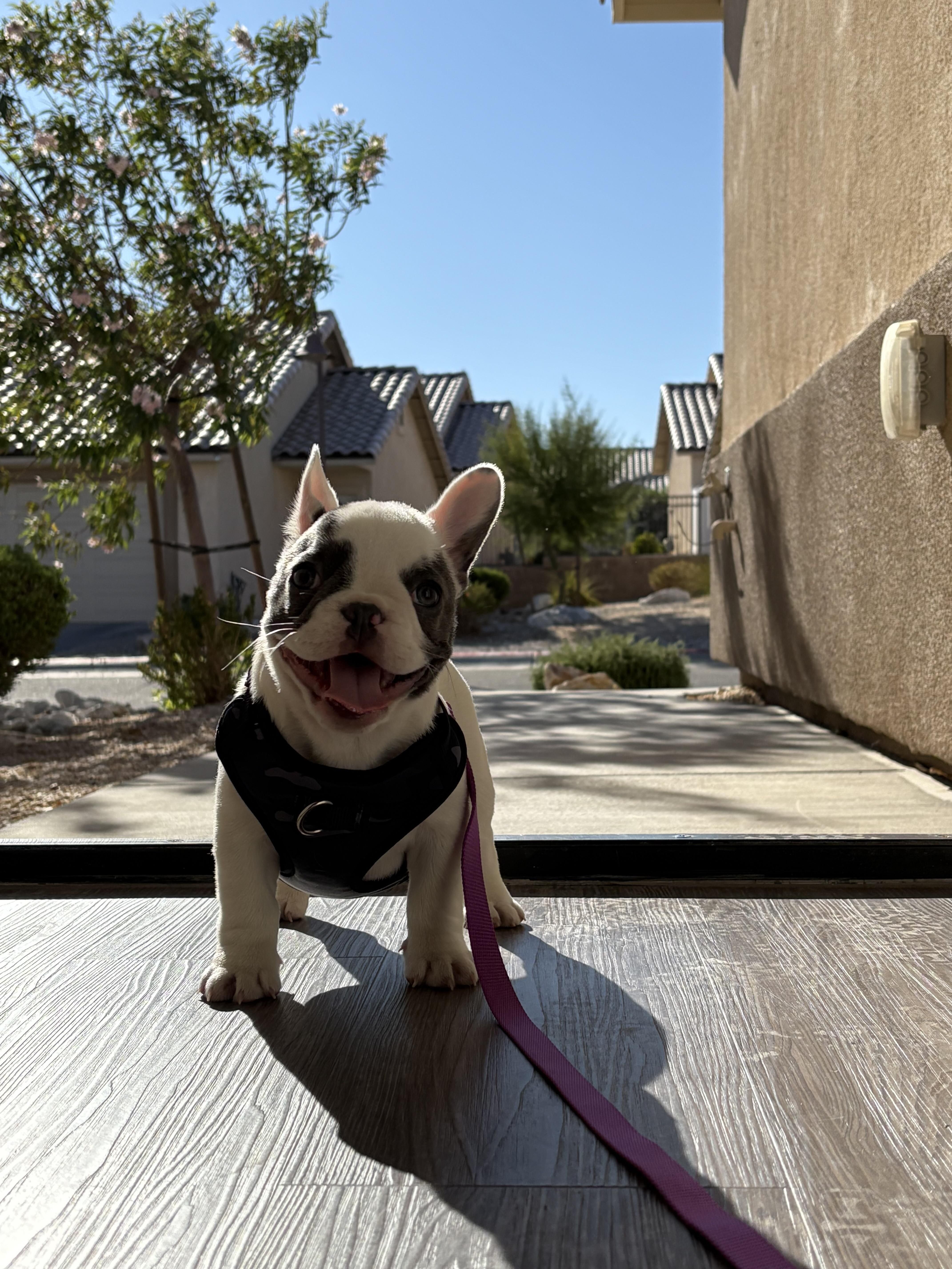 Frenchie girl image 3