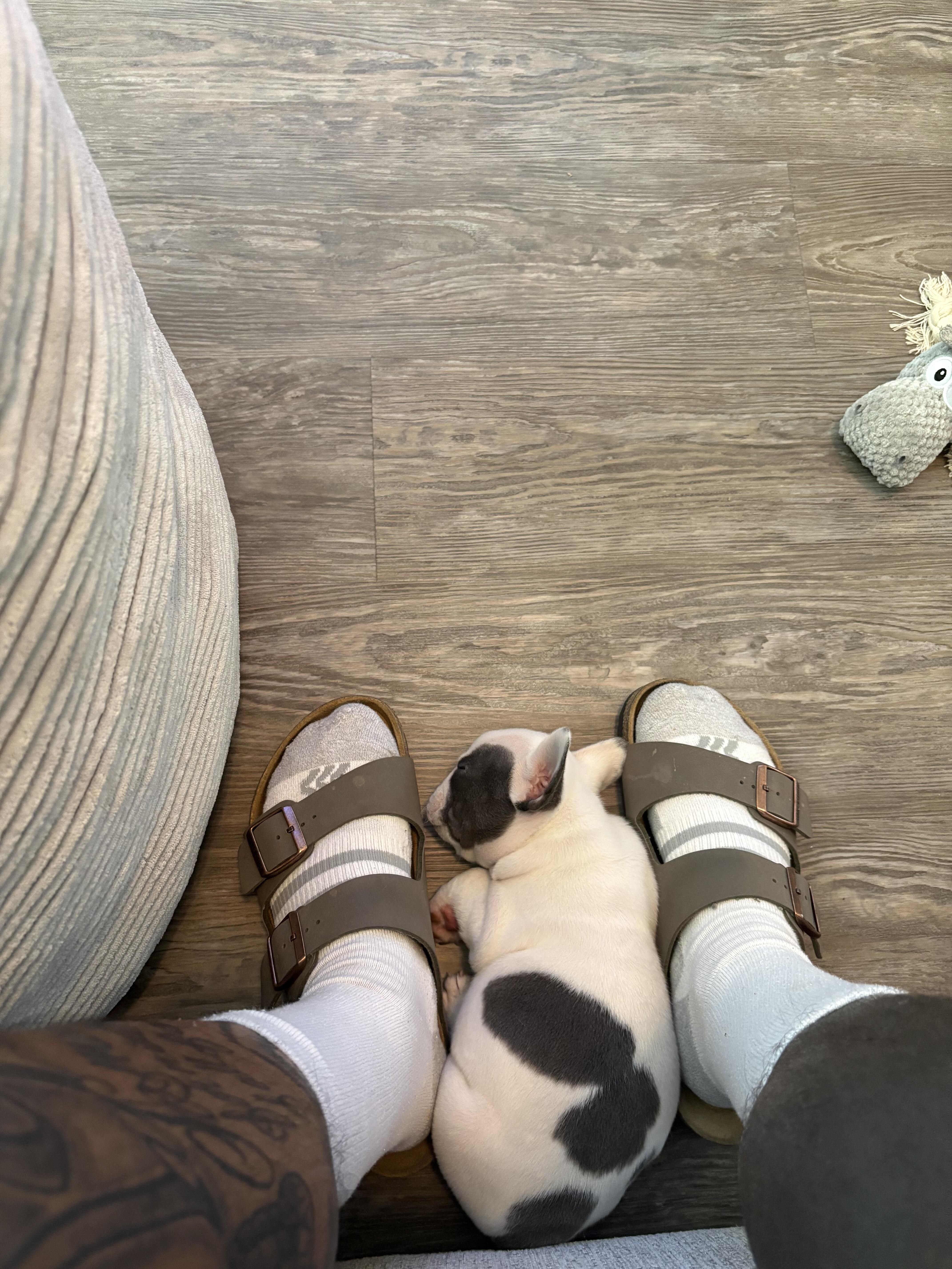Frenchie girl image 4