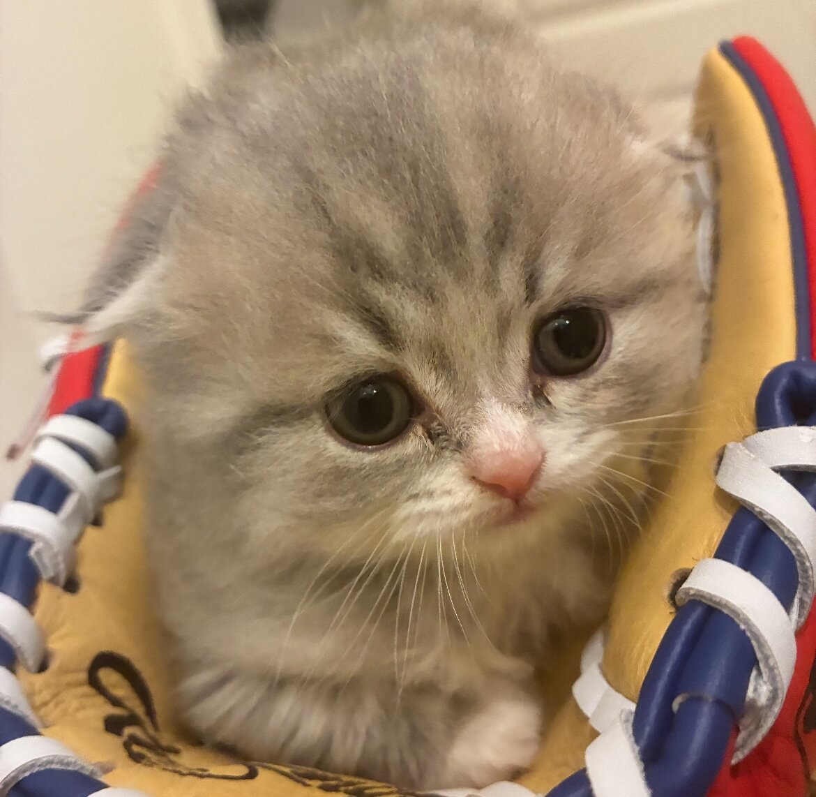 Beautiful Scottish Fold/Persian Kittens image 2