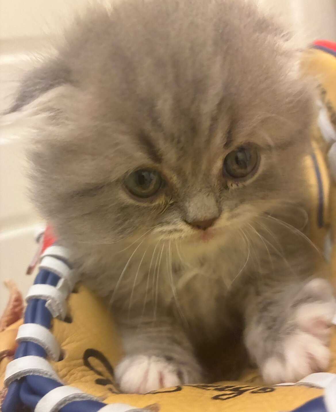 Beautiful Scottish Fold/Persian Kittens image 3