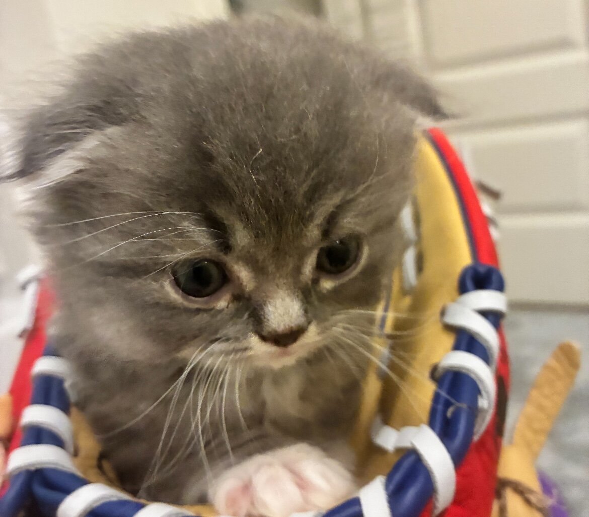 Beautiful Scottish Fold/Persian Kittens image 4
