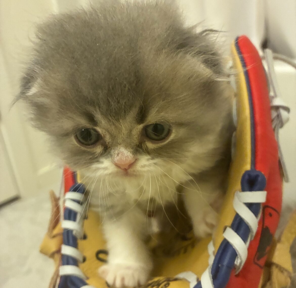 Beautiful Scottish Fold/Persian Kittens image 5