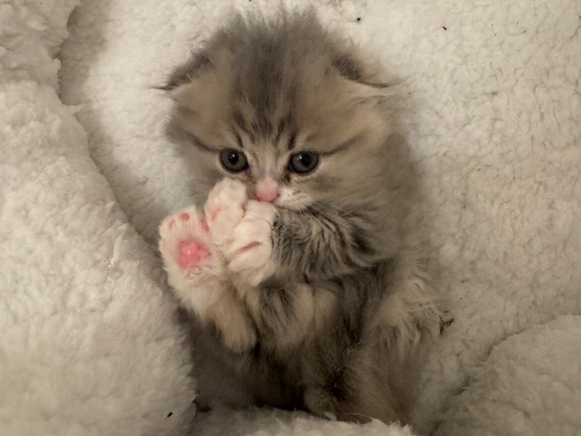 Beautiful Scottish Fold/Persian Kittens image 7