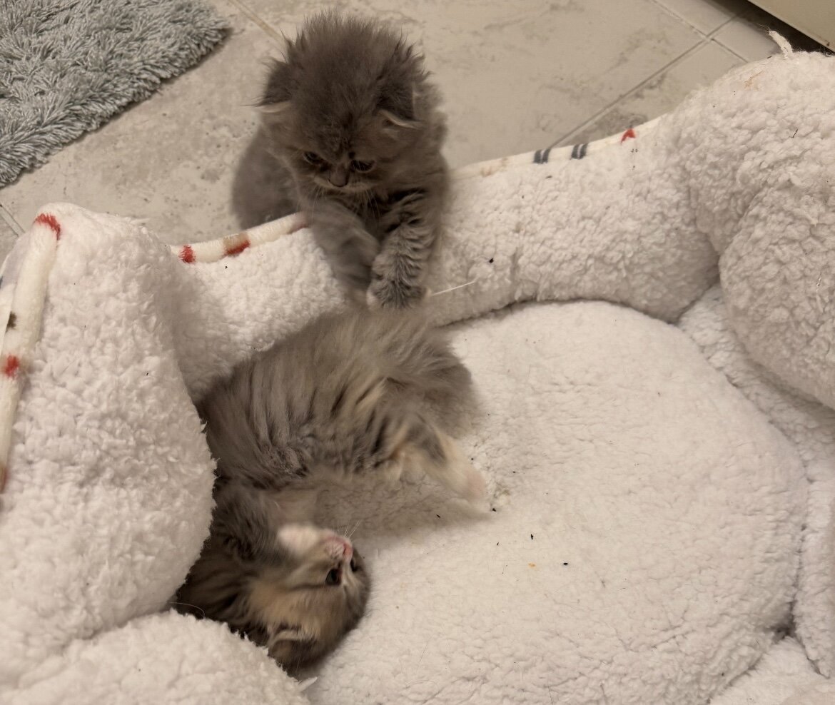 Beautiful Scottish Fold/Persian Kittens image 9
