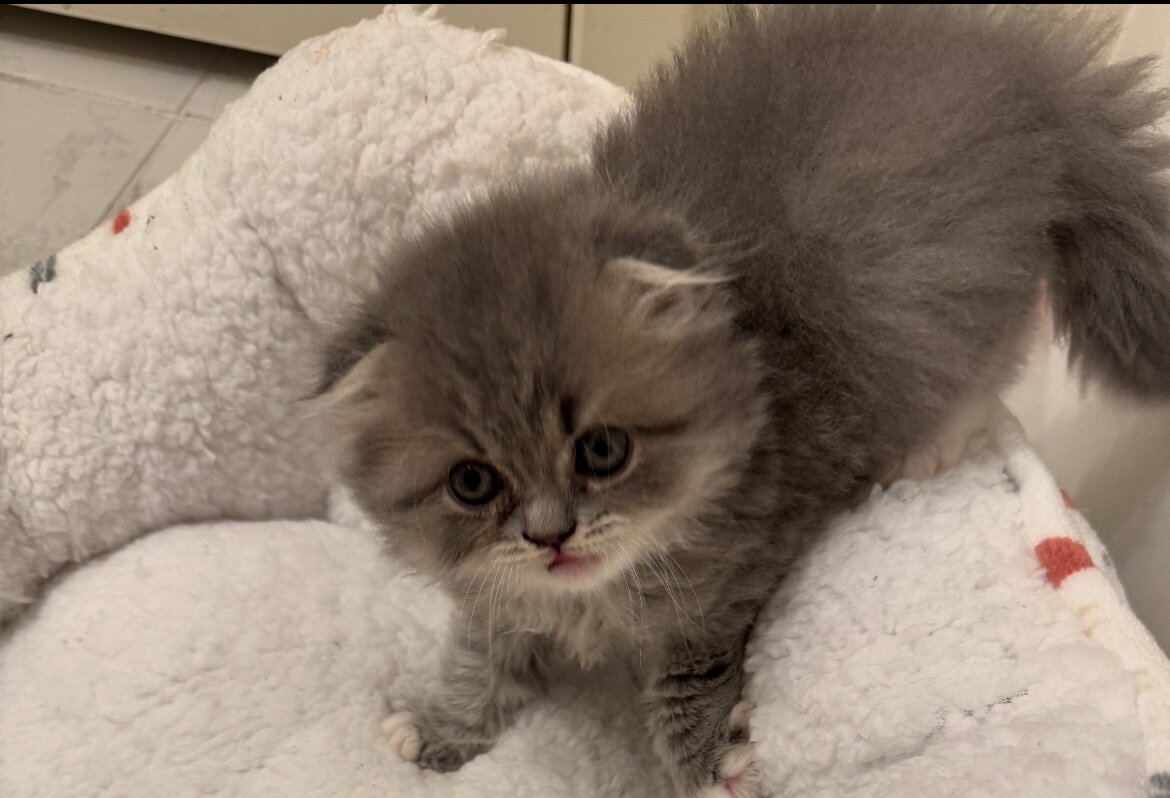 Beautiful Scottish Fold/Persian Kittens image 8