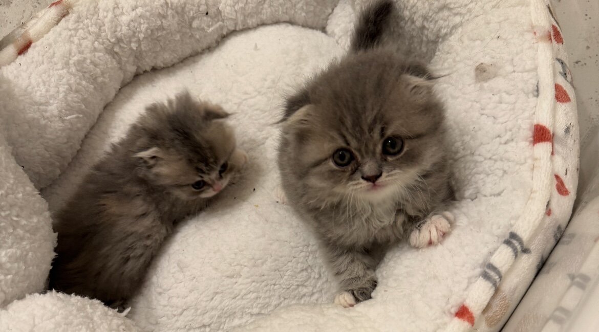 Beautiful Scottish Fold/Persian Kittens image 6