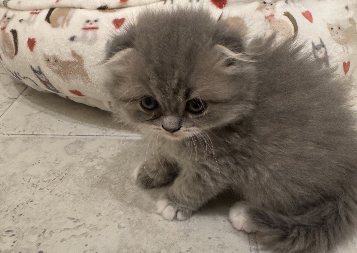 Beautiful Scottish Fold/Persian Kittens image 10