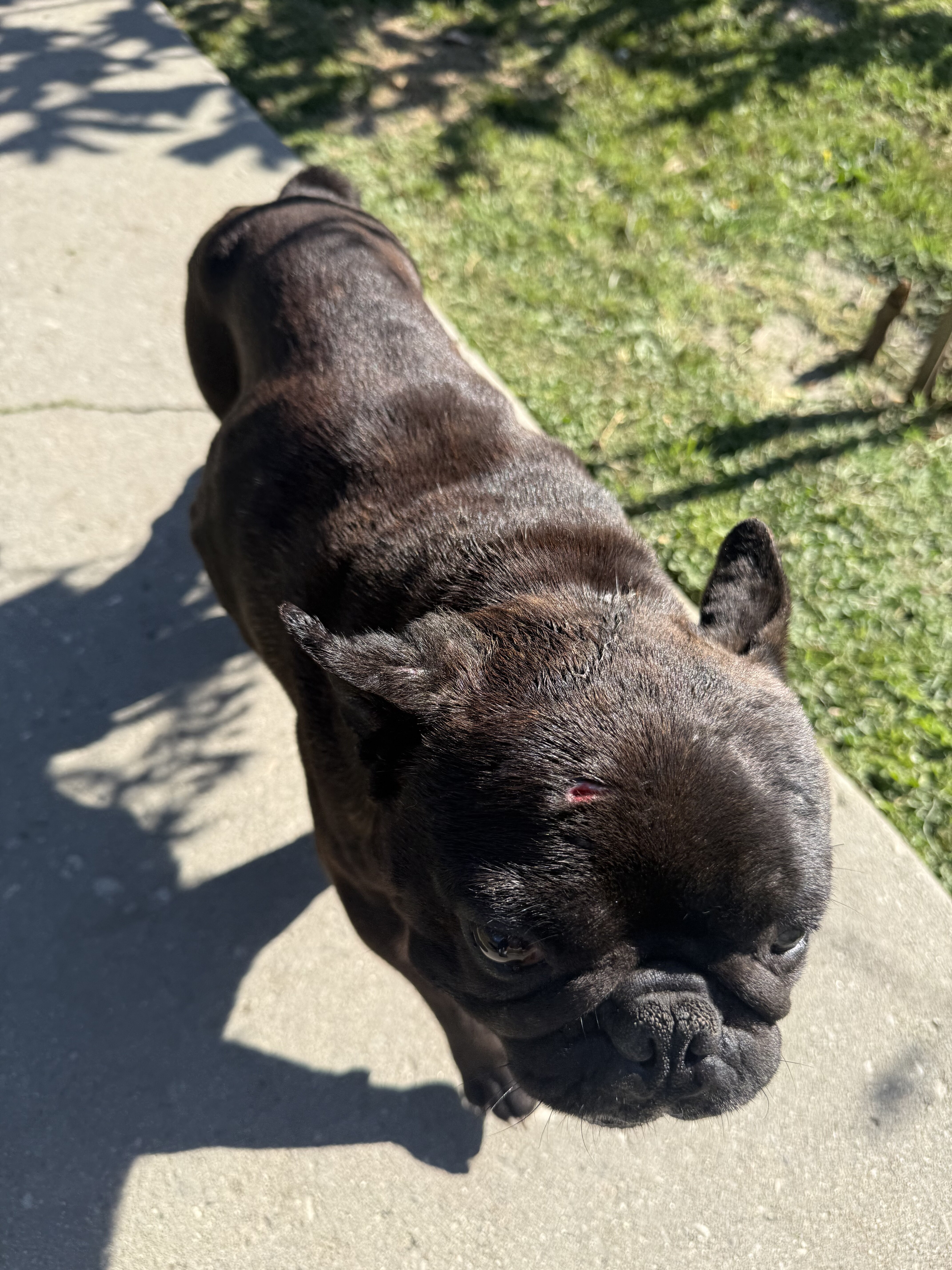Frenchie image 2