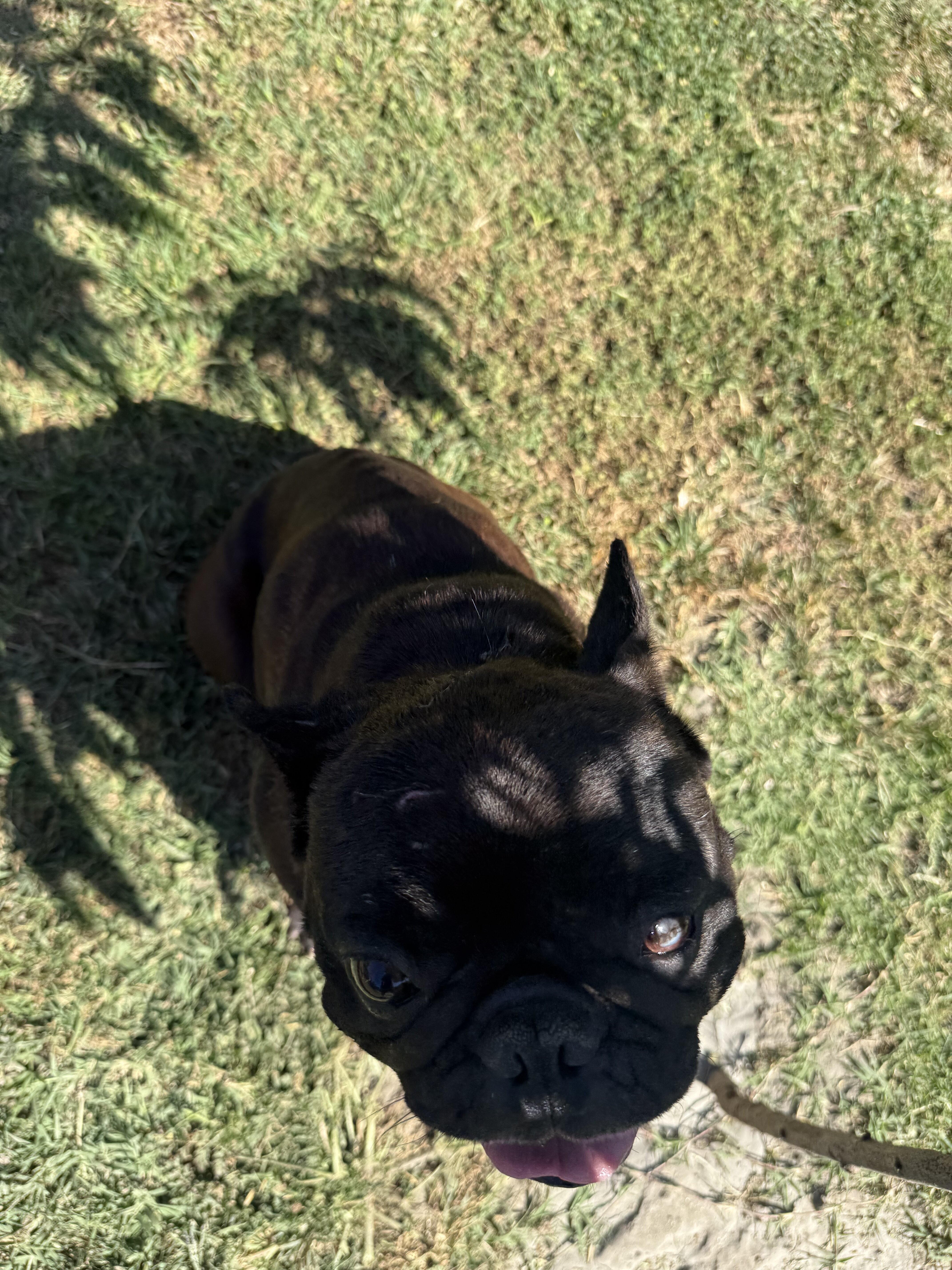 Frenchie image 1