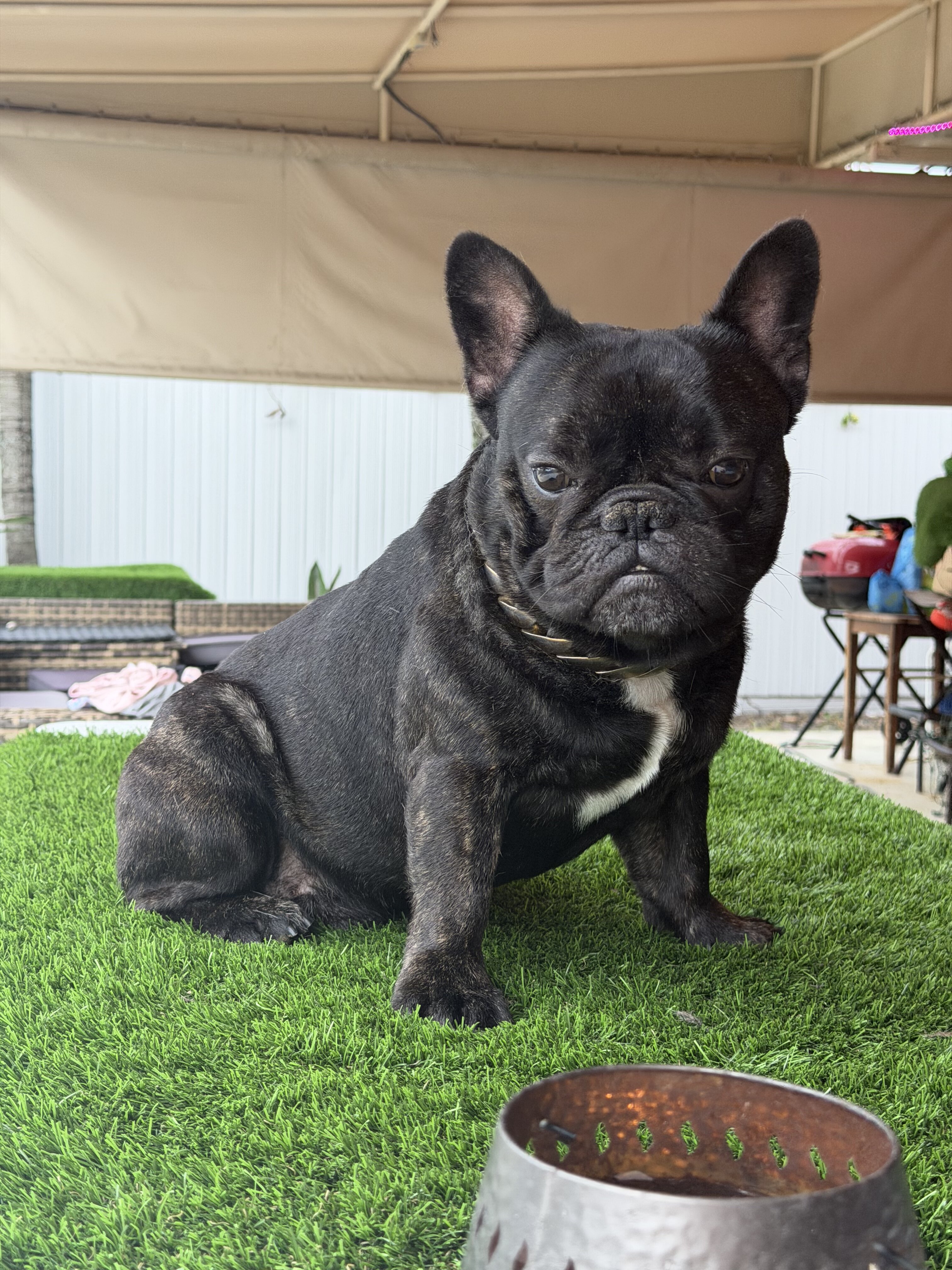 Male French bulldog image 2