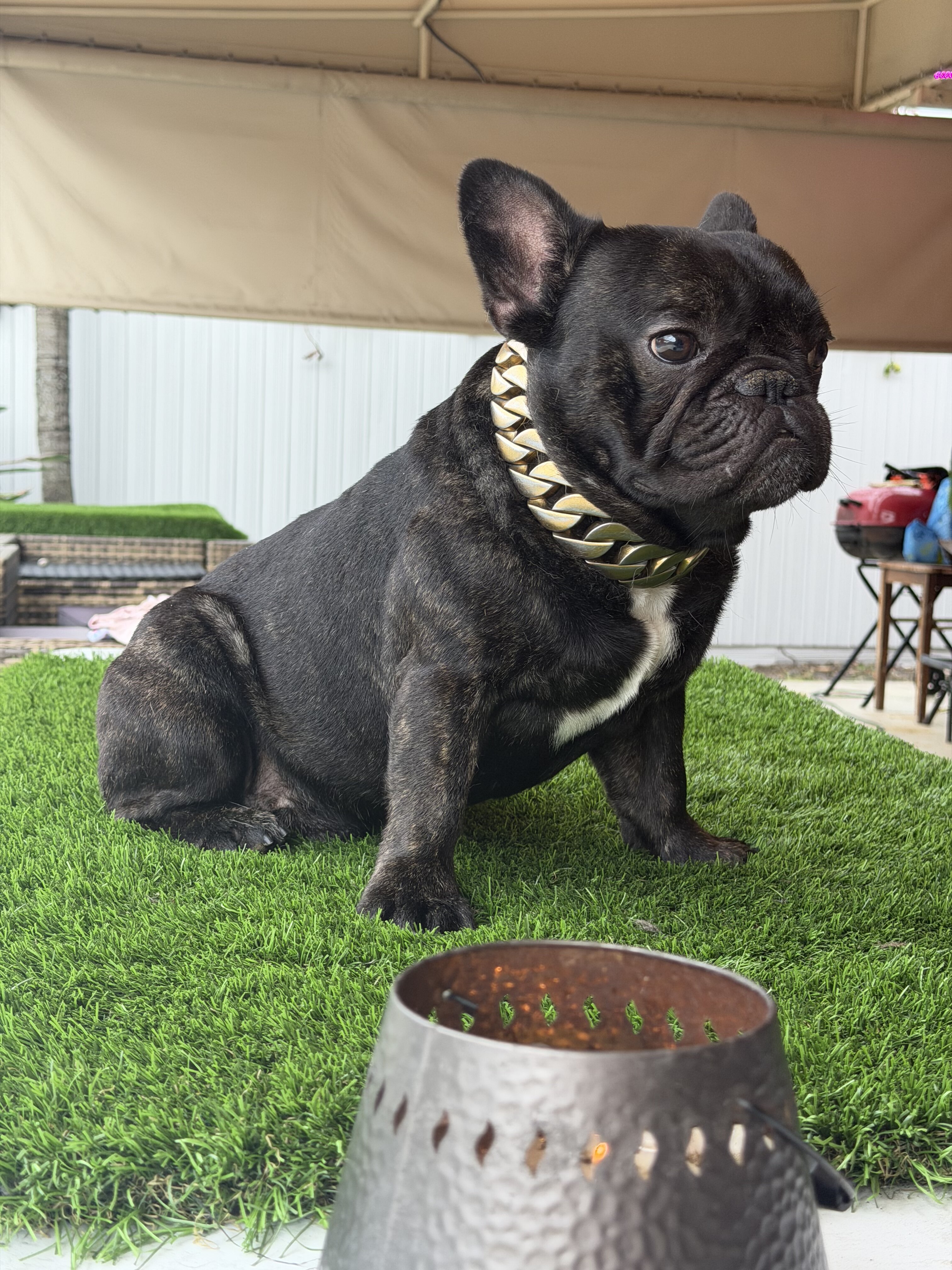 Male French bulldog image 1