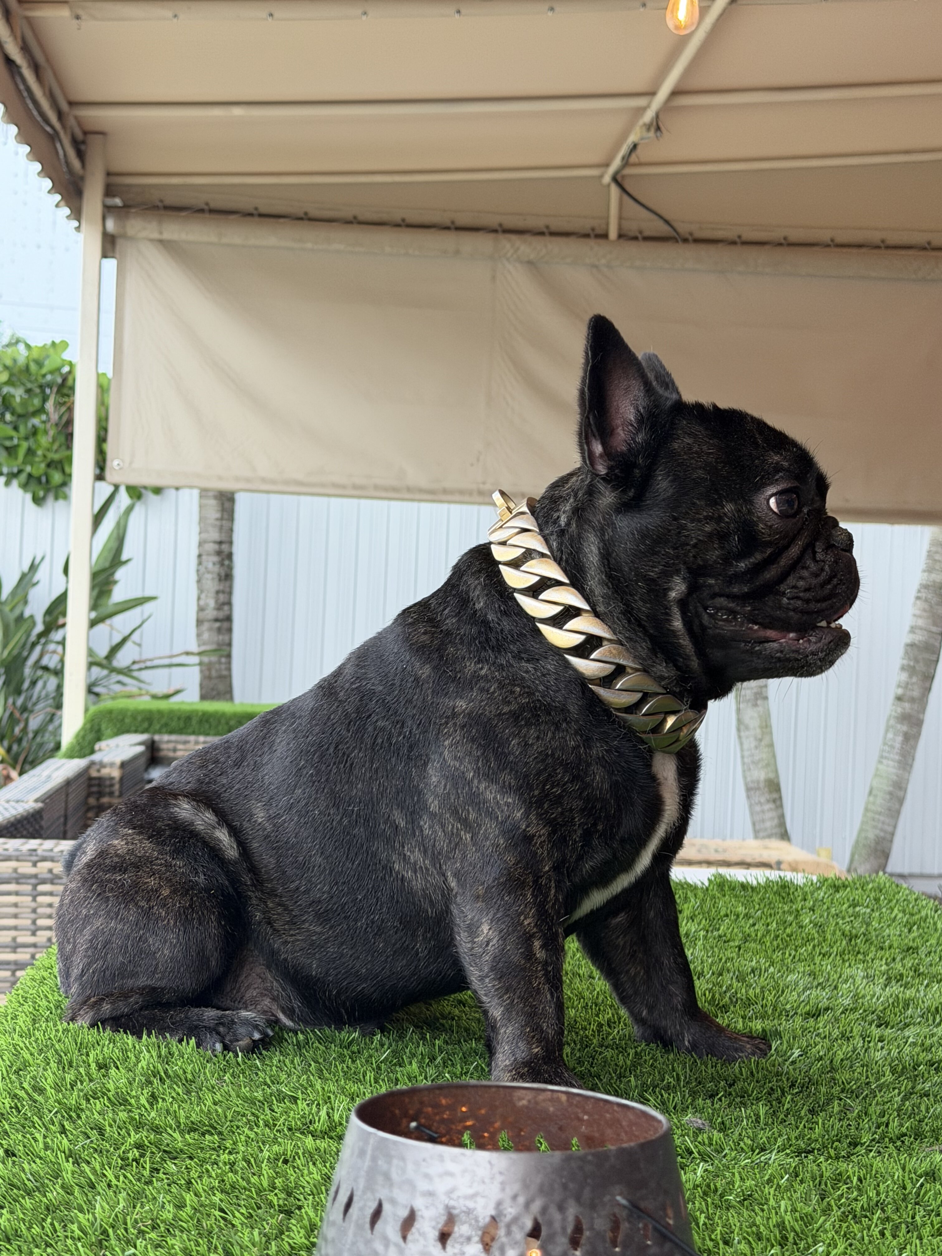 Male French bulldog image 3