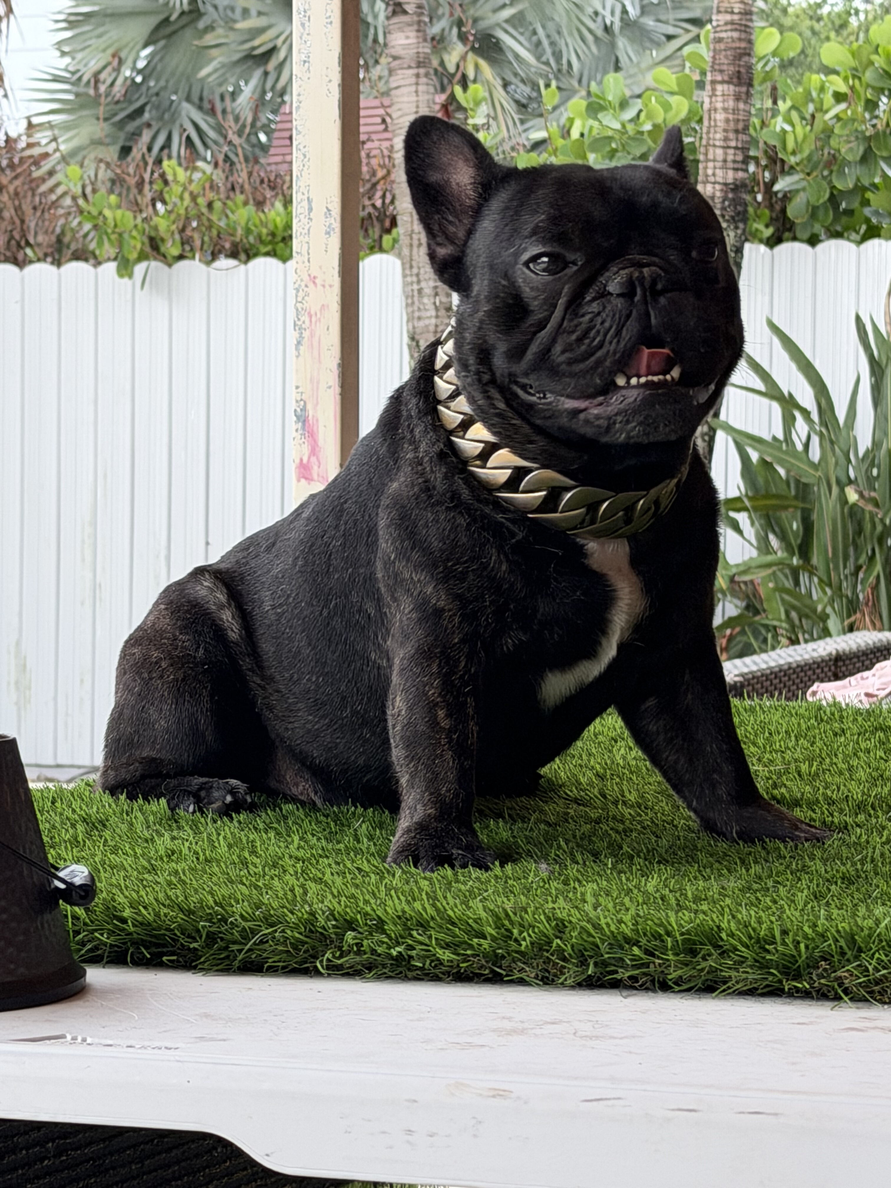 Male French bulldog image 4