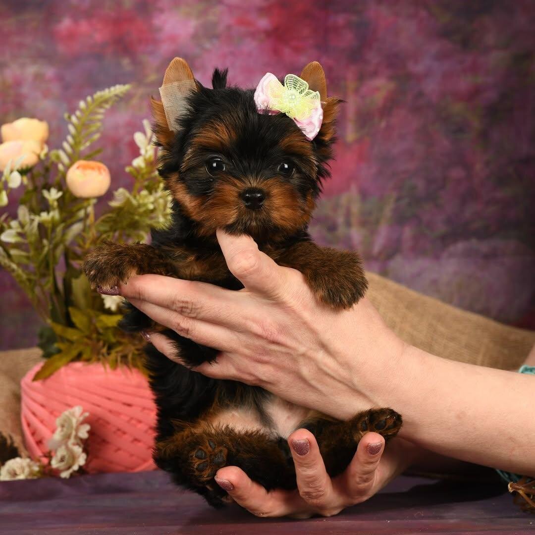 I'm Buddy! I'm a 10-week-old male yorkie puppy image 1