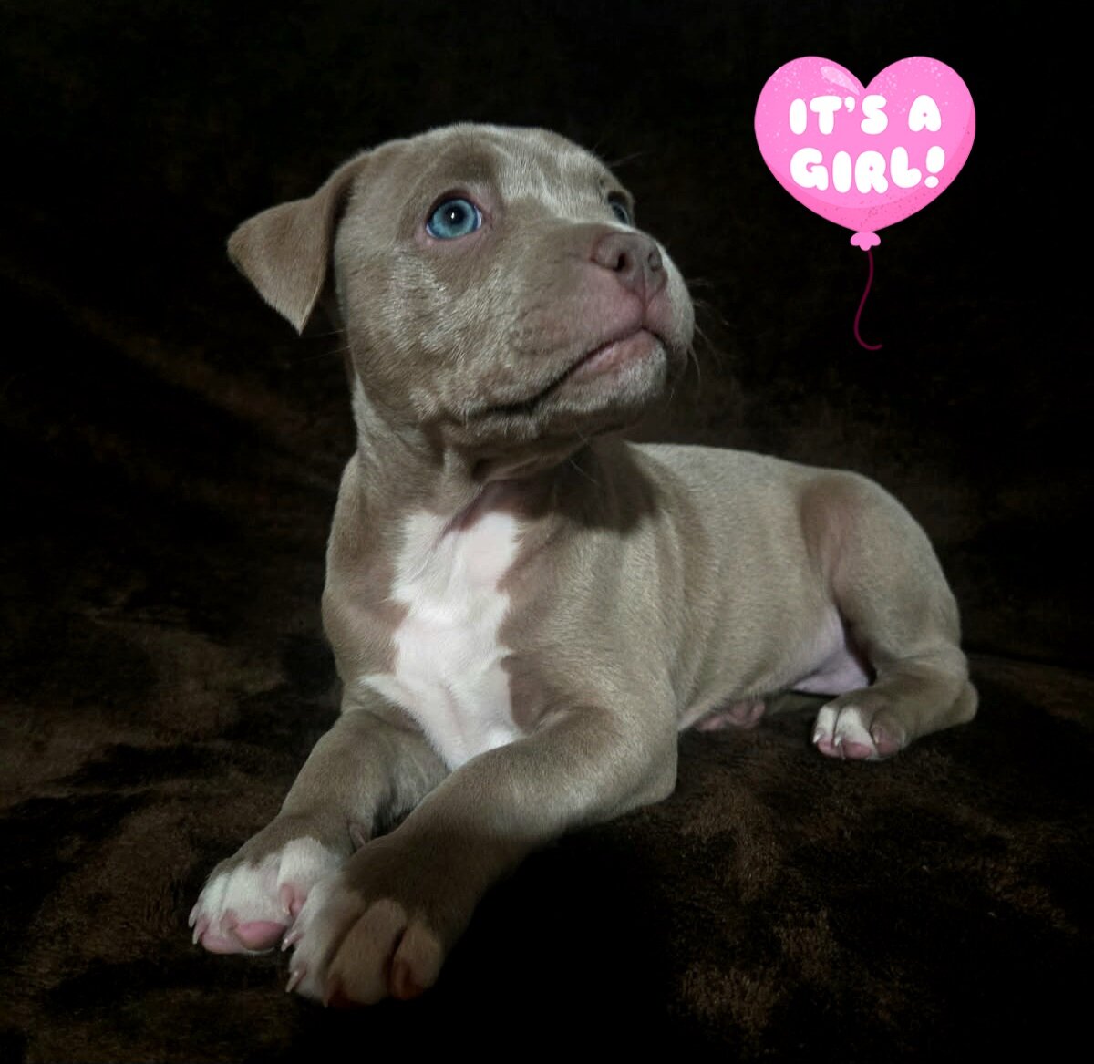 Puppies image 3