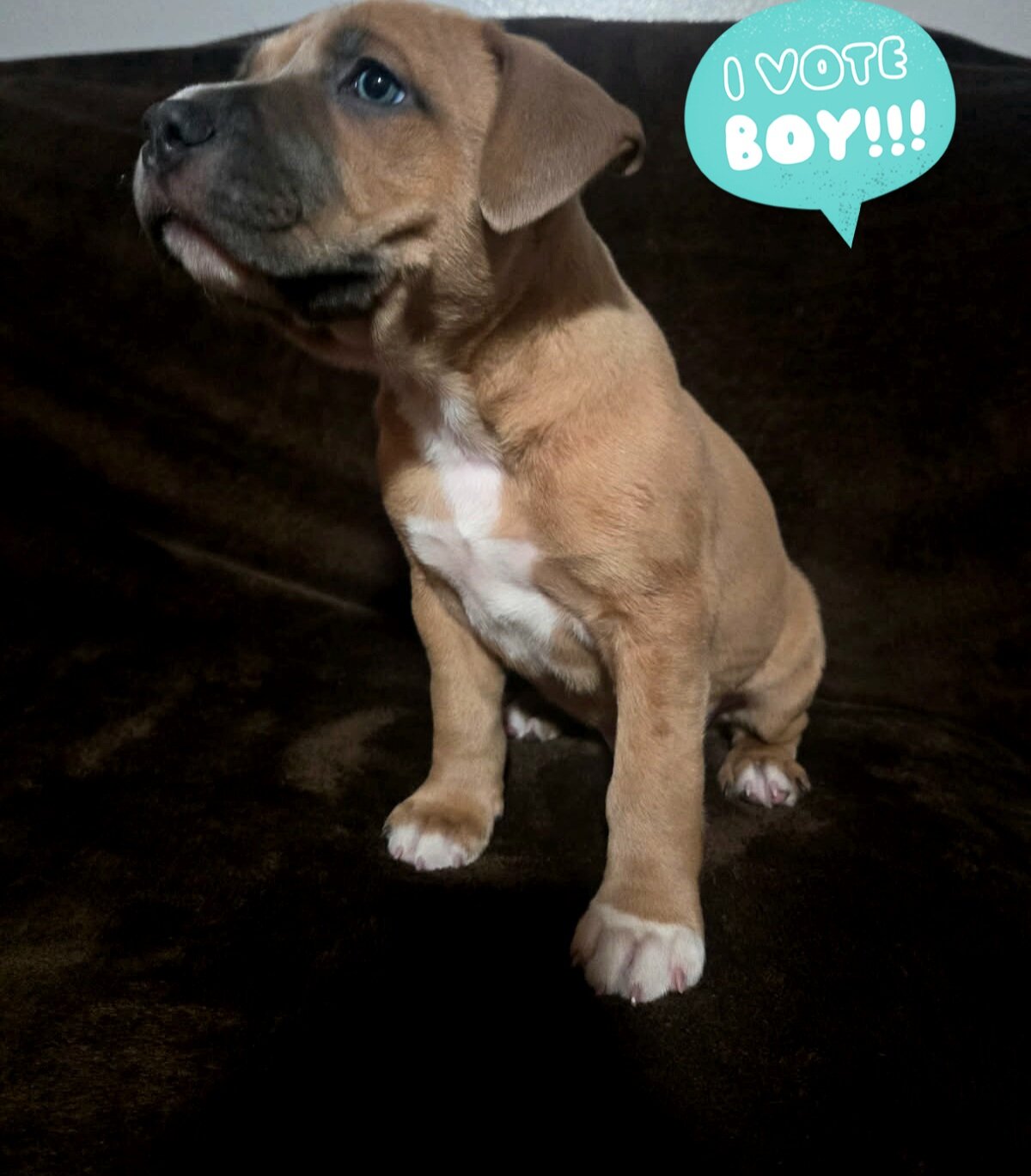 Puppies image 5