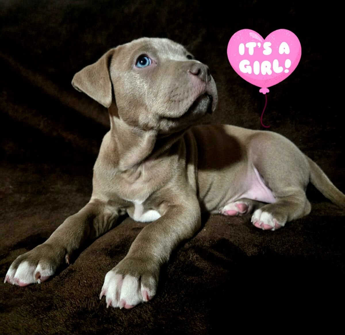 Puppies image 2
