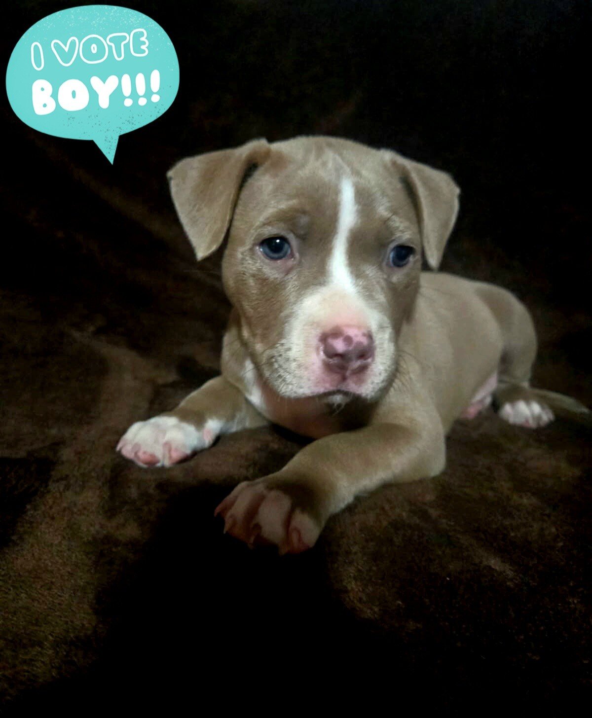 Puppies image 4