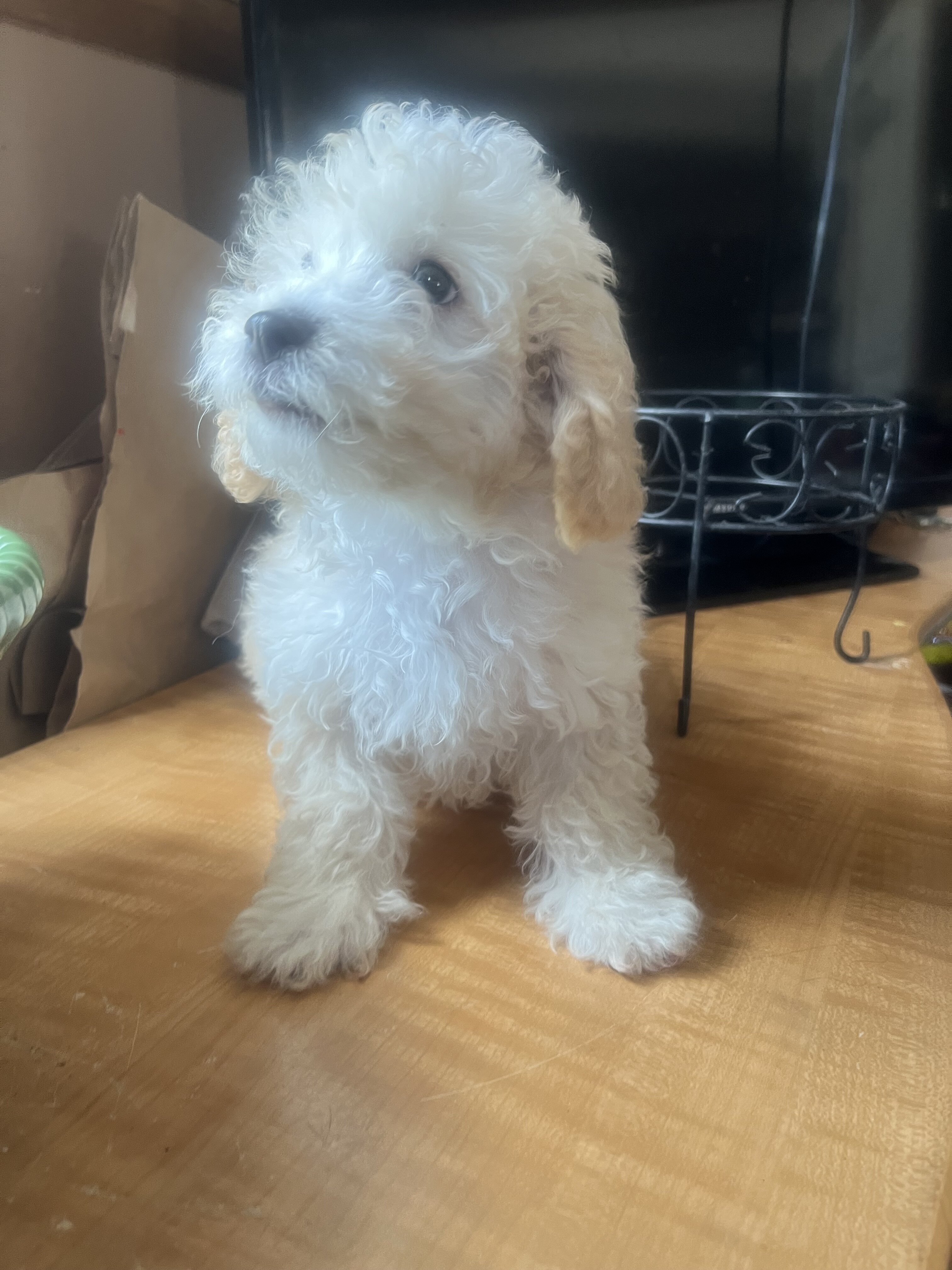 Poodle toy puppy male (Adorable) image 1