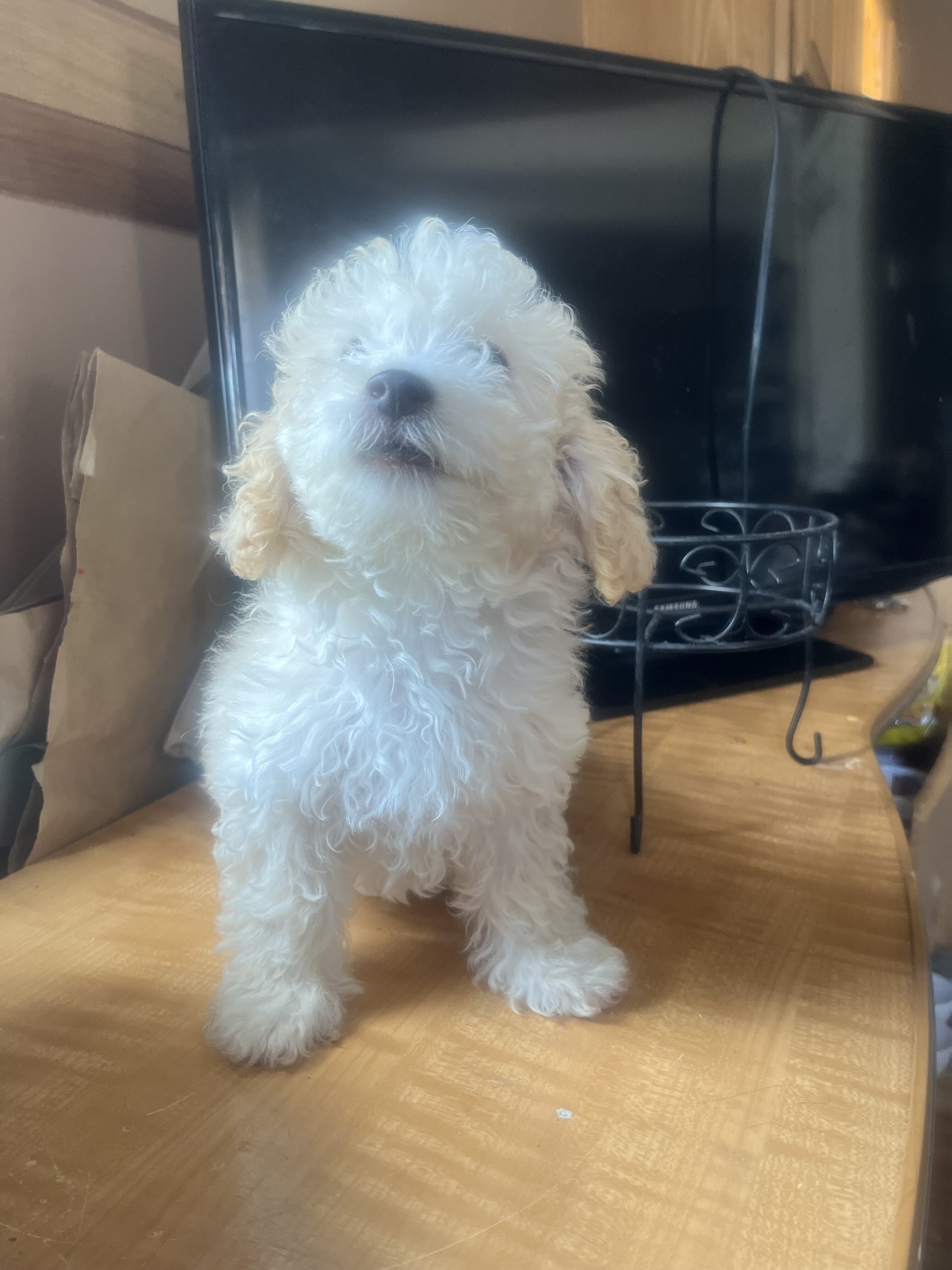 Poodle toy puppy male (Adorable) image 2