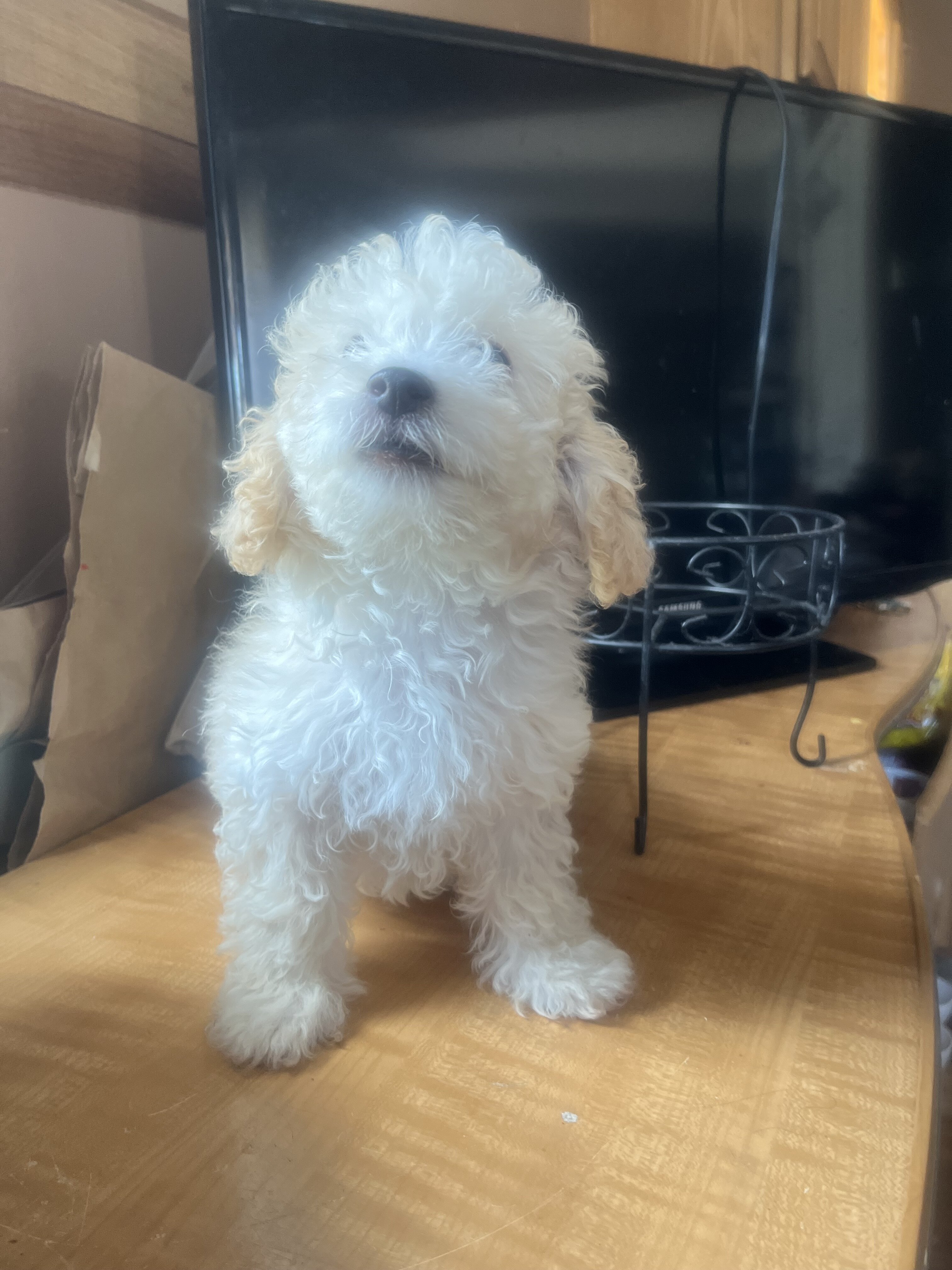 Poodle toy puppy male (Adorable) image 3