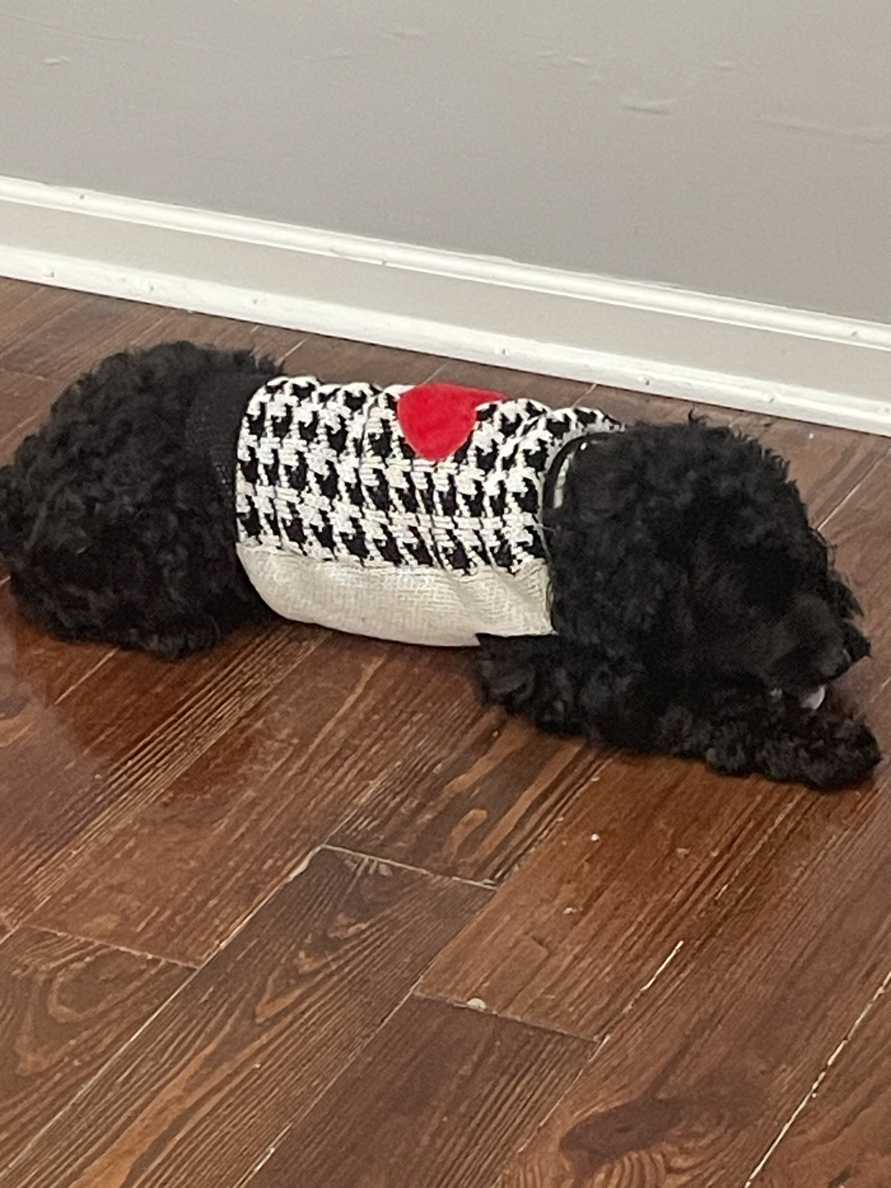 Labradoodle image 3