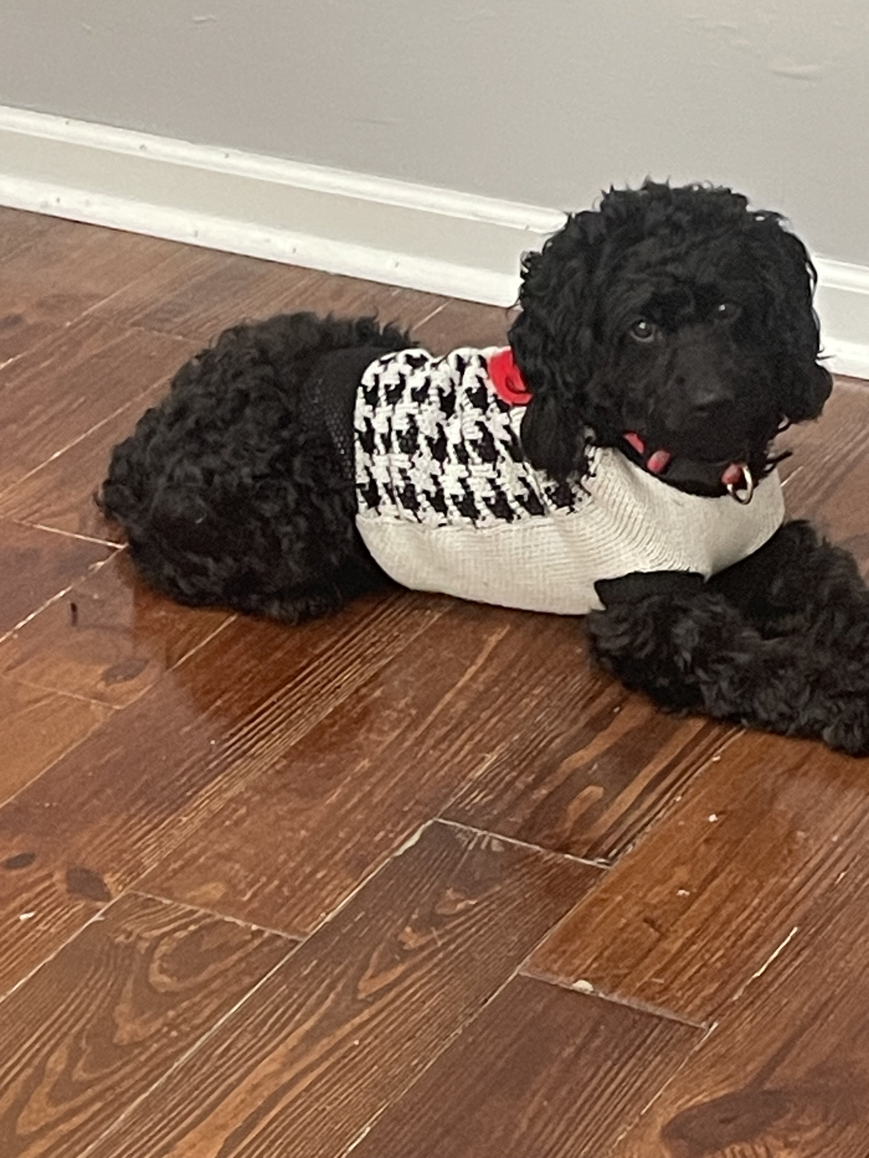 Labradoodle image 2