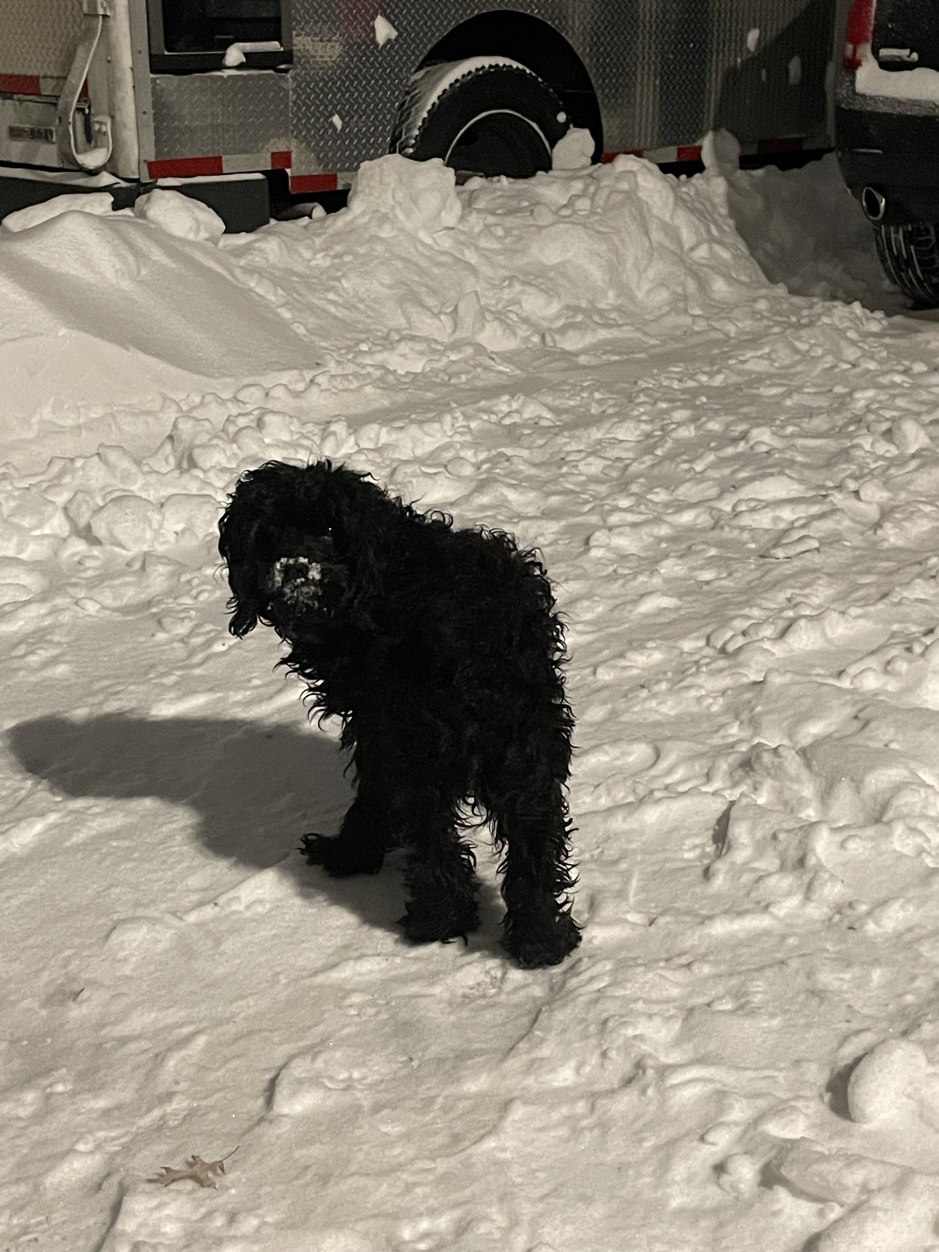 Labradoodle image 1
