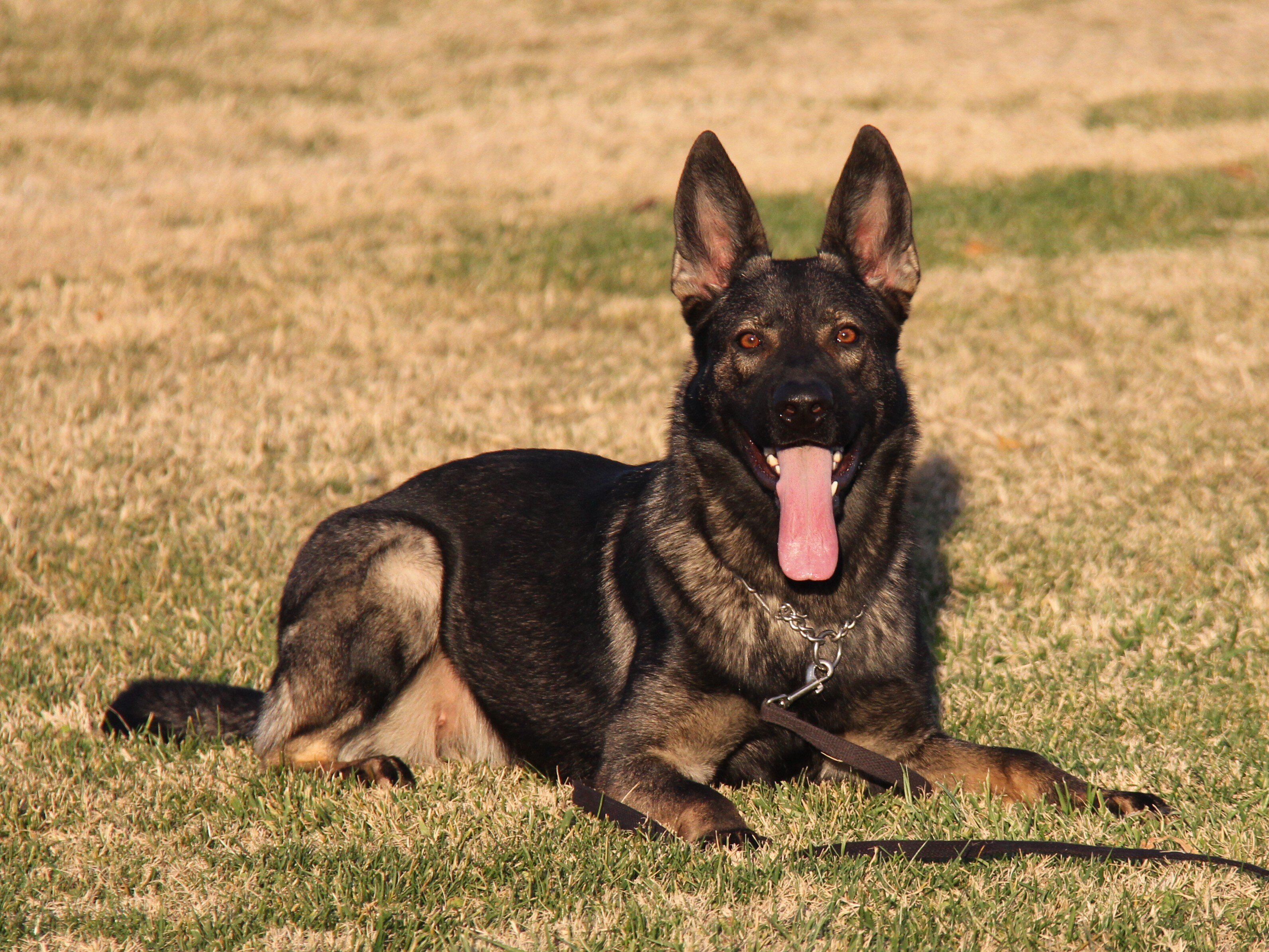 Imported Working Line German Shepherd image 4