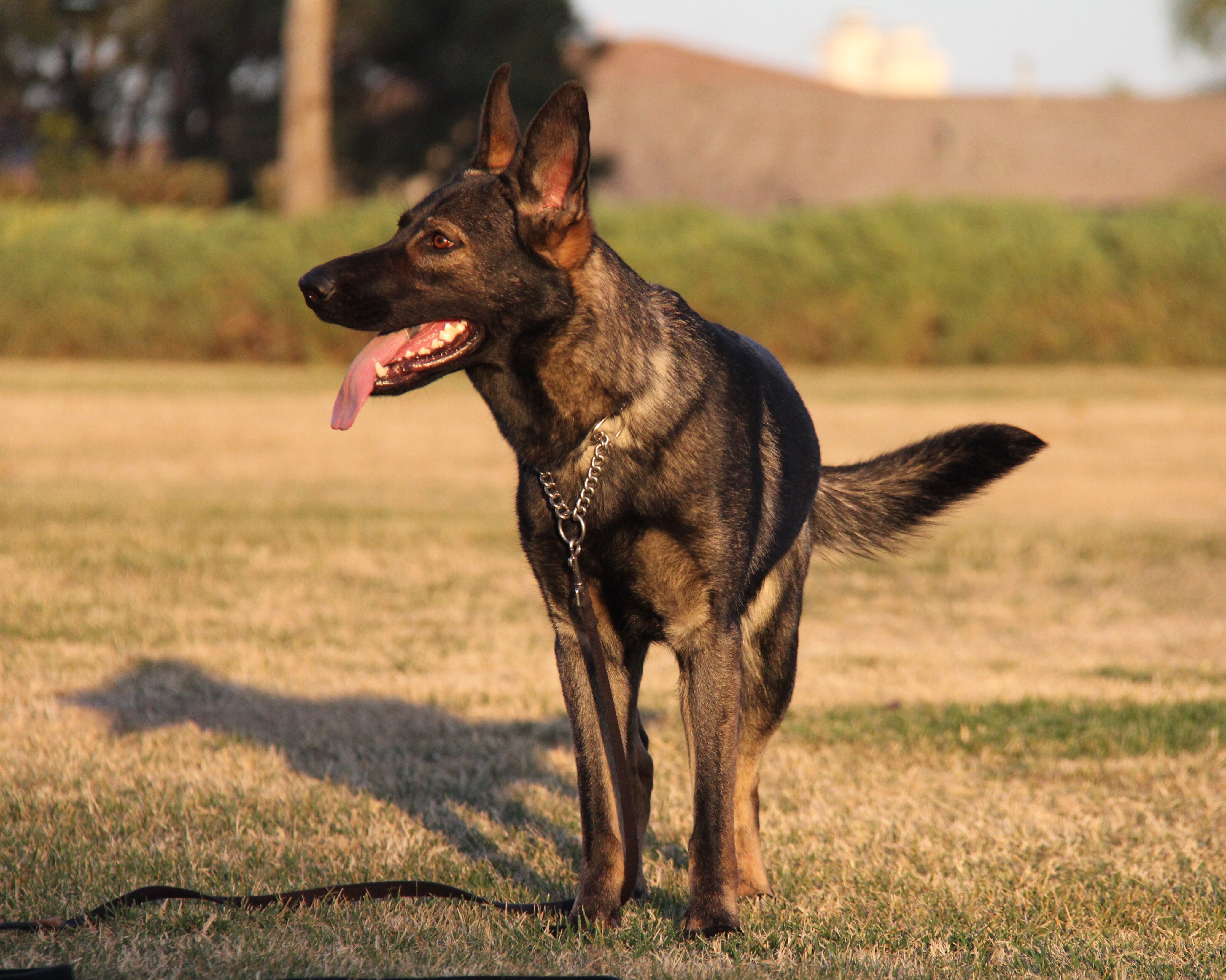 Imported Working Line German Shepherd image 1