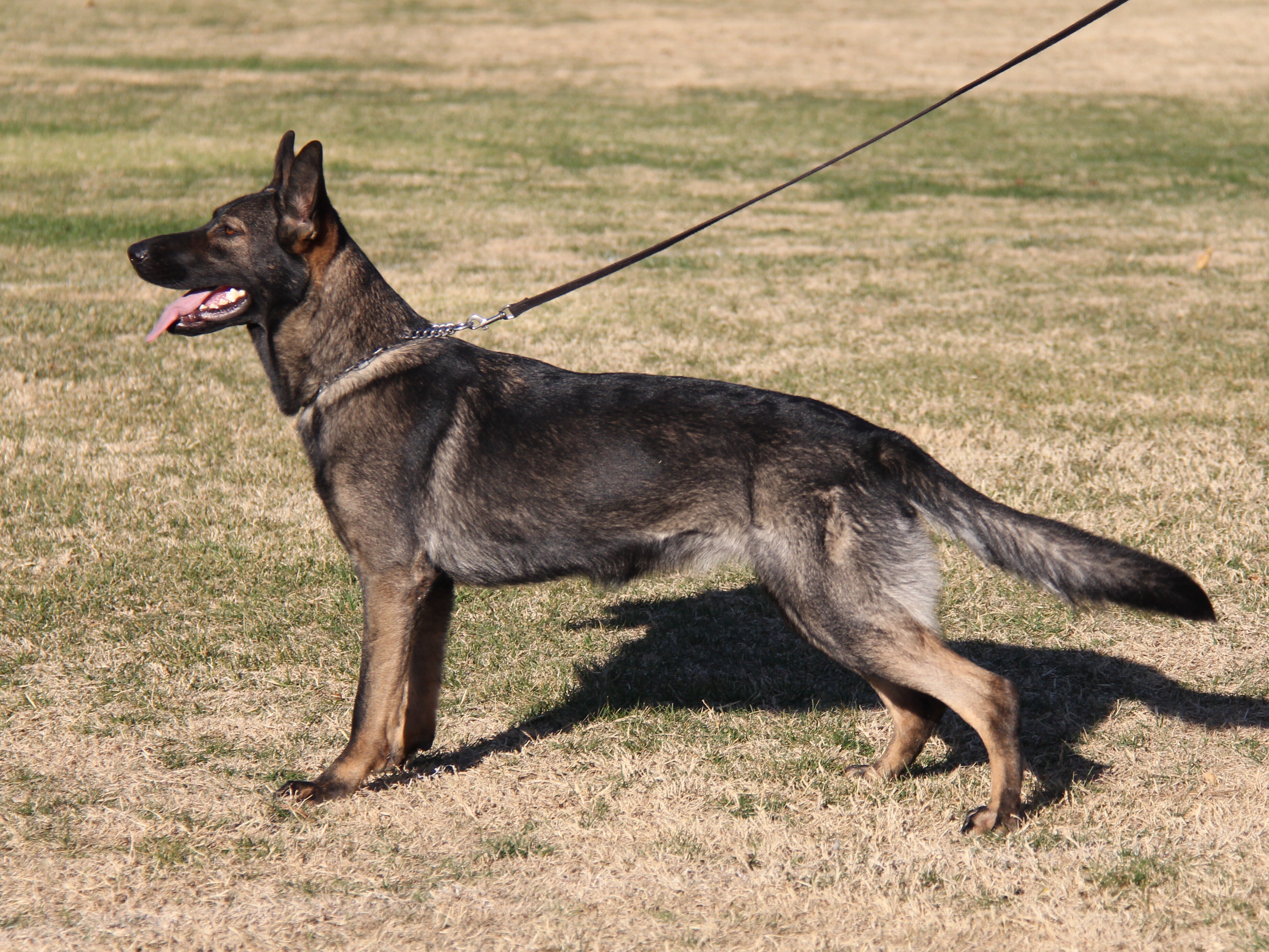 Imported Working Line German Shepherd image 2