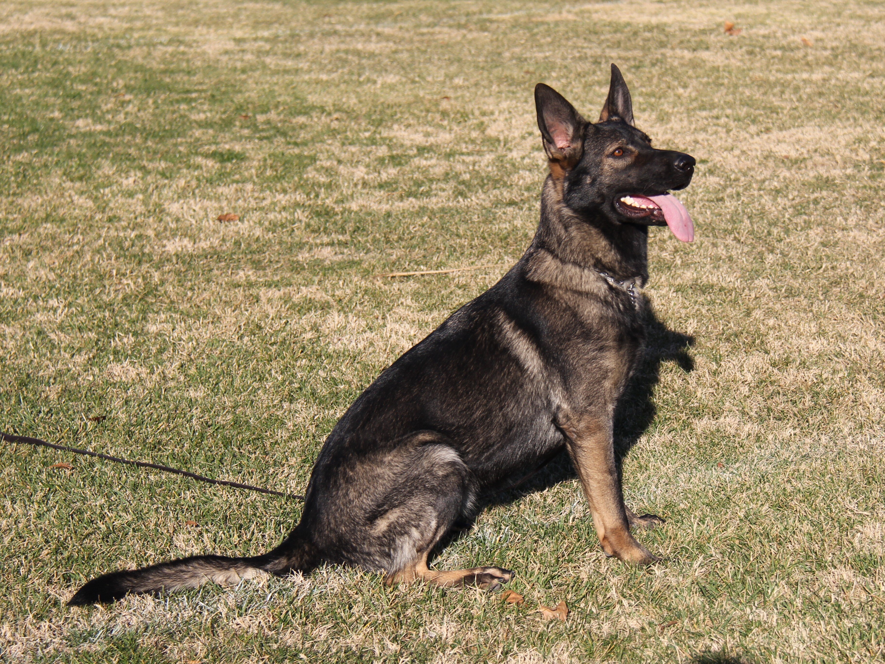 Imported Working Line German Shepherd image 3
