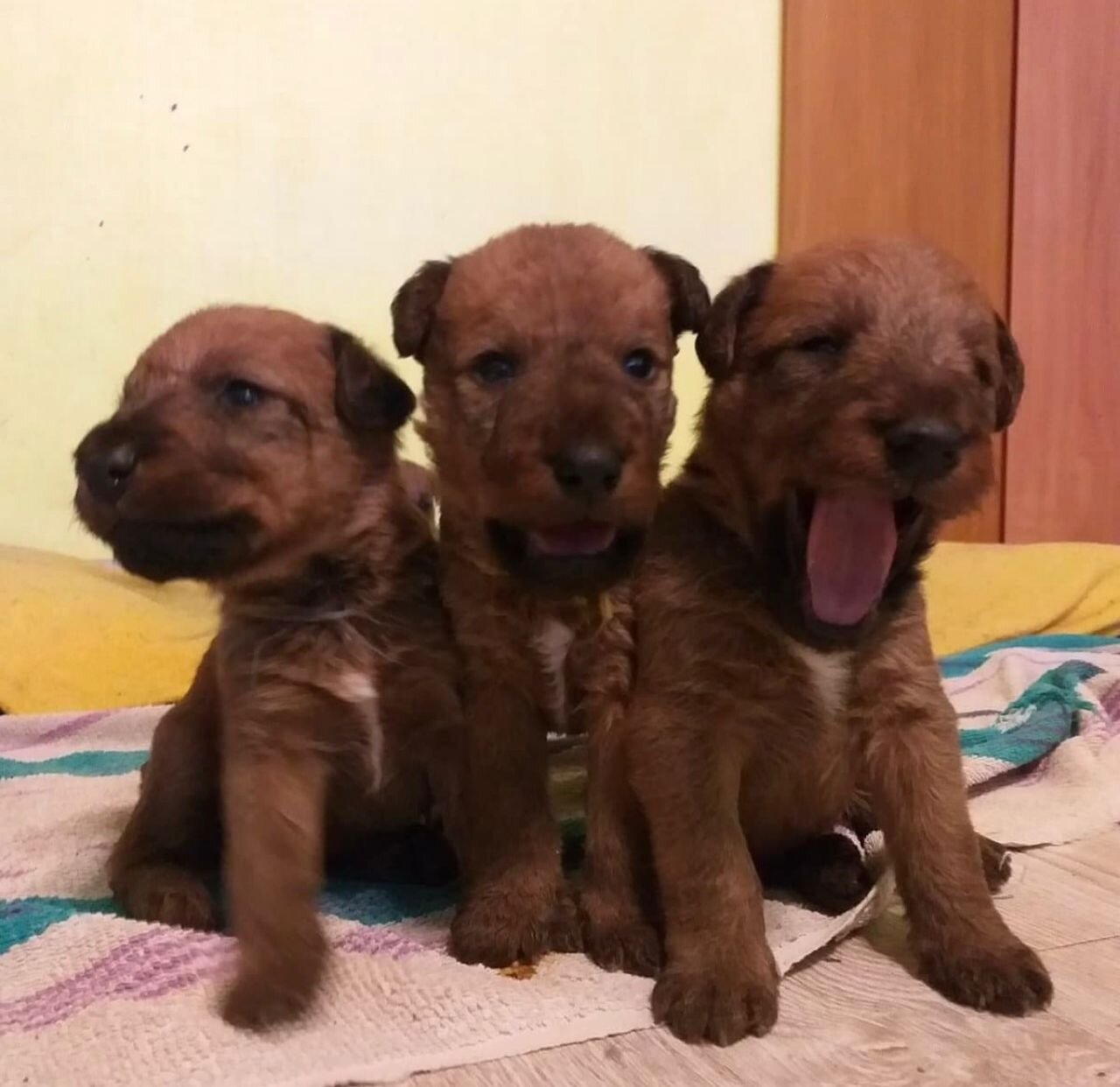 Irish Terrier Puppies For Sale image 3