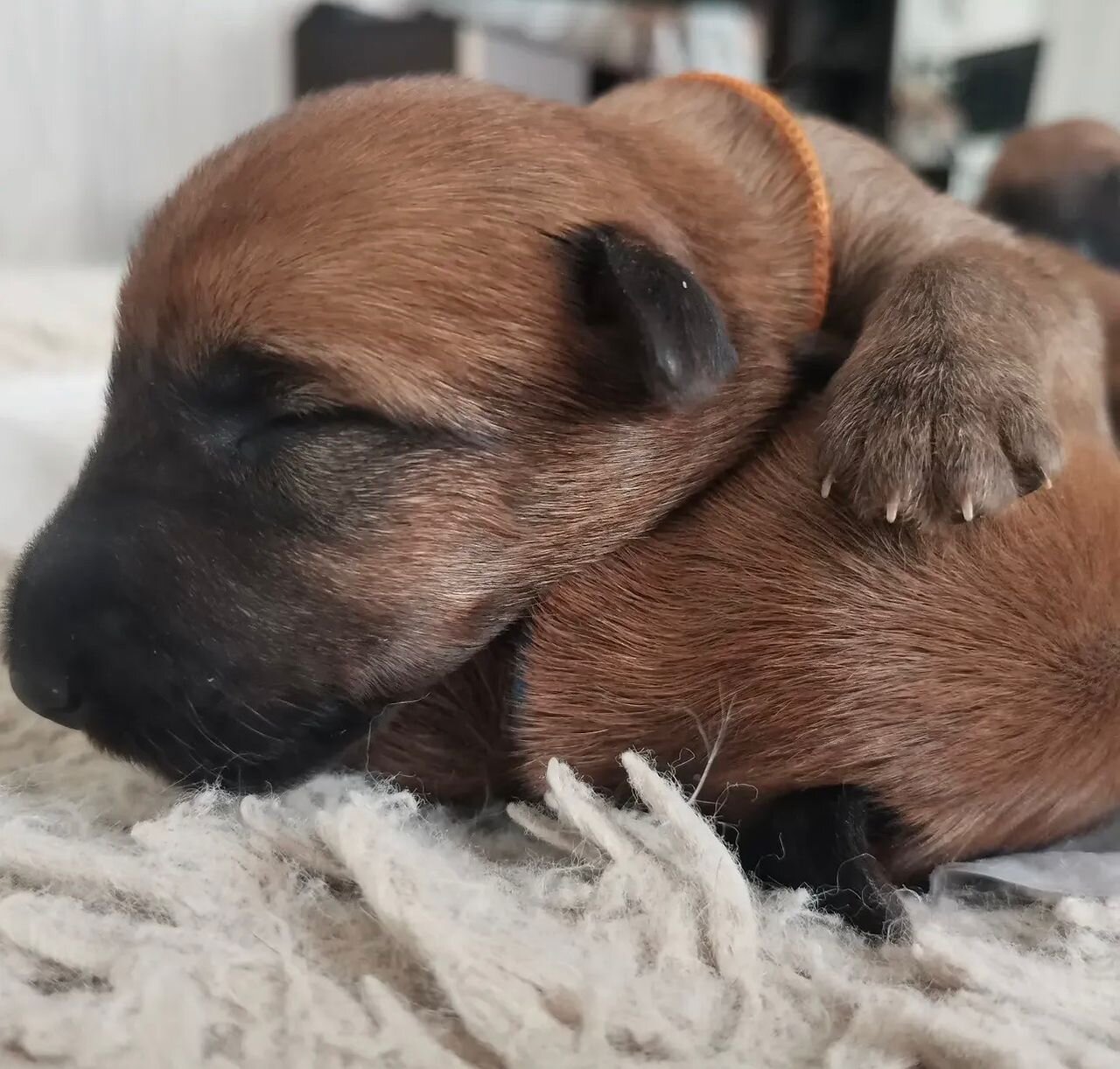 Irish Terrier Puppies For Sale image 1