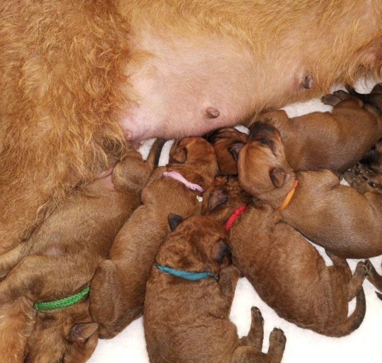 Irish Terrier Puppies For Sale image 2