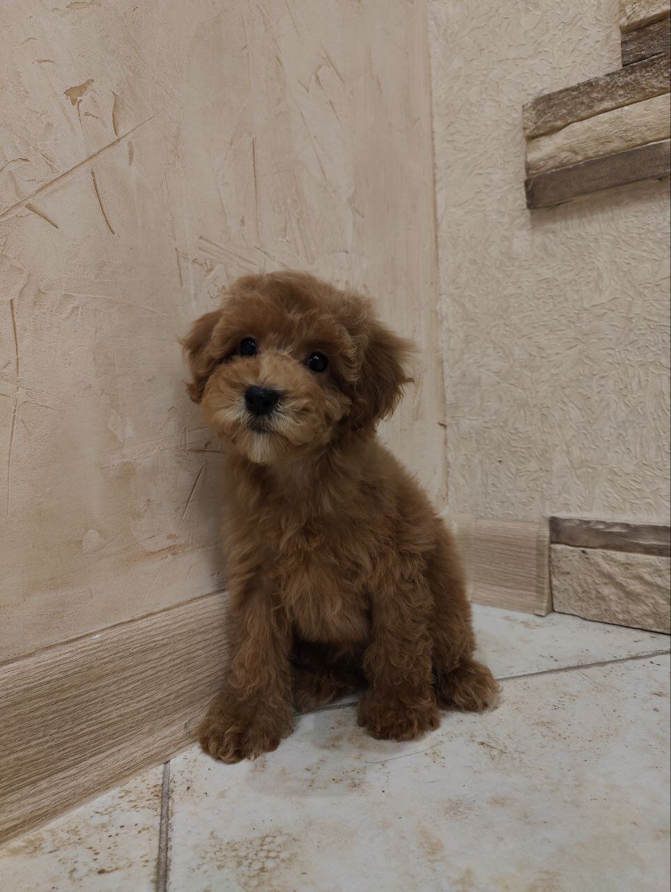 poodles image 3