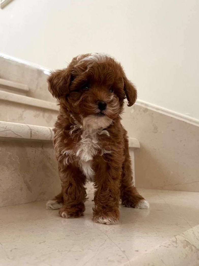 poodles image 2