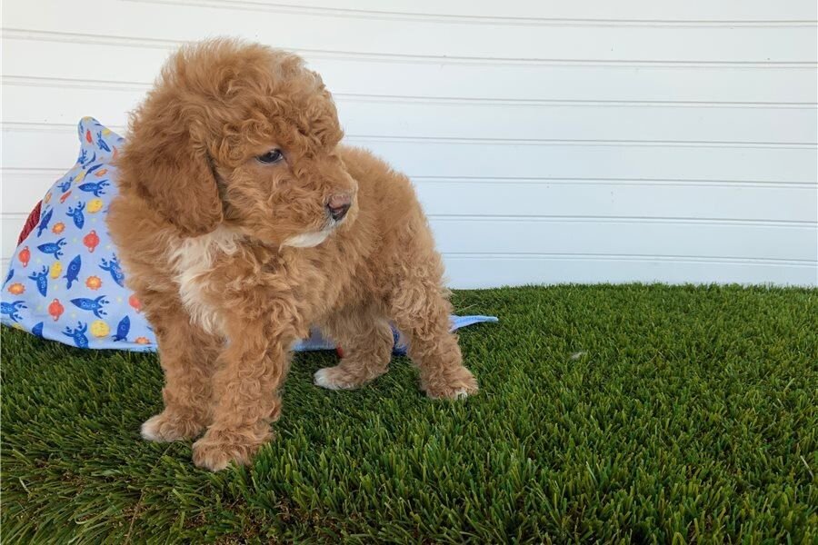 poodles image 1