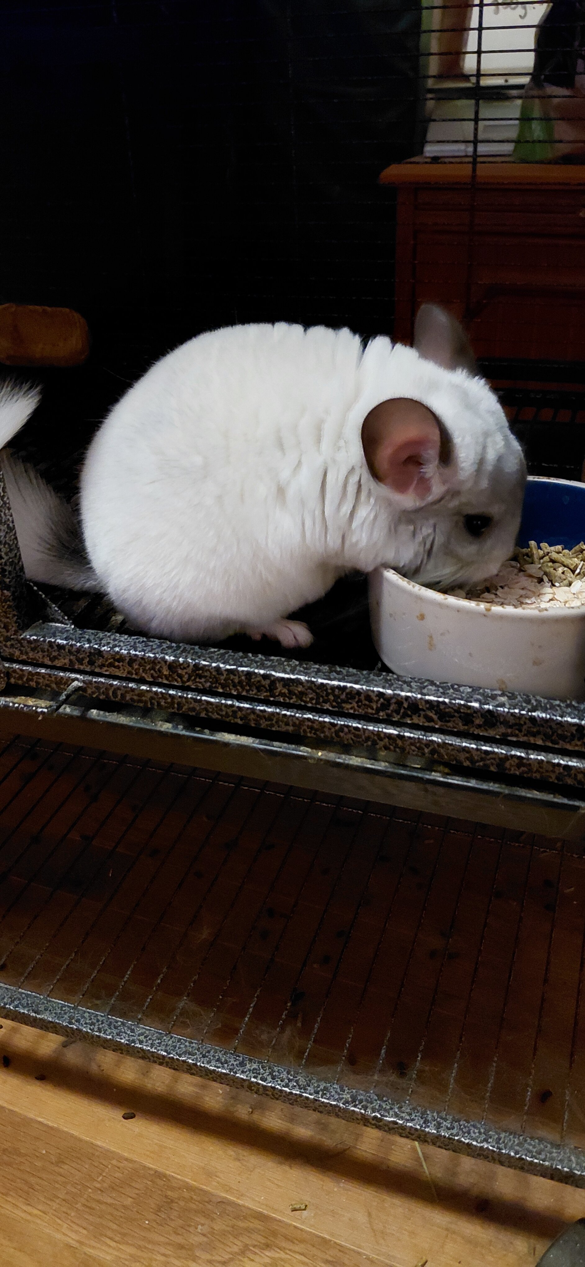 Young Chinchilla image 5