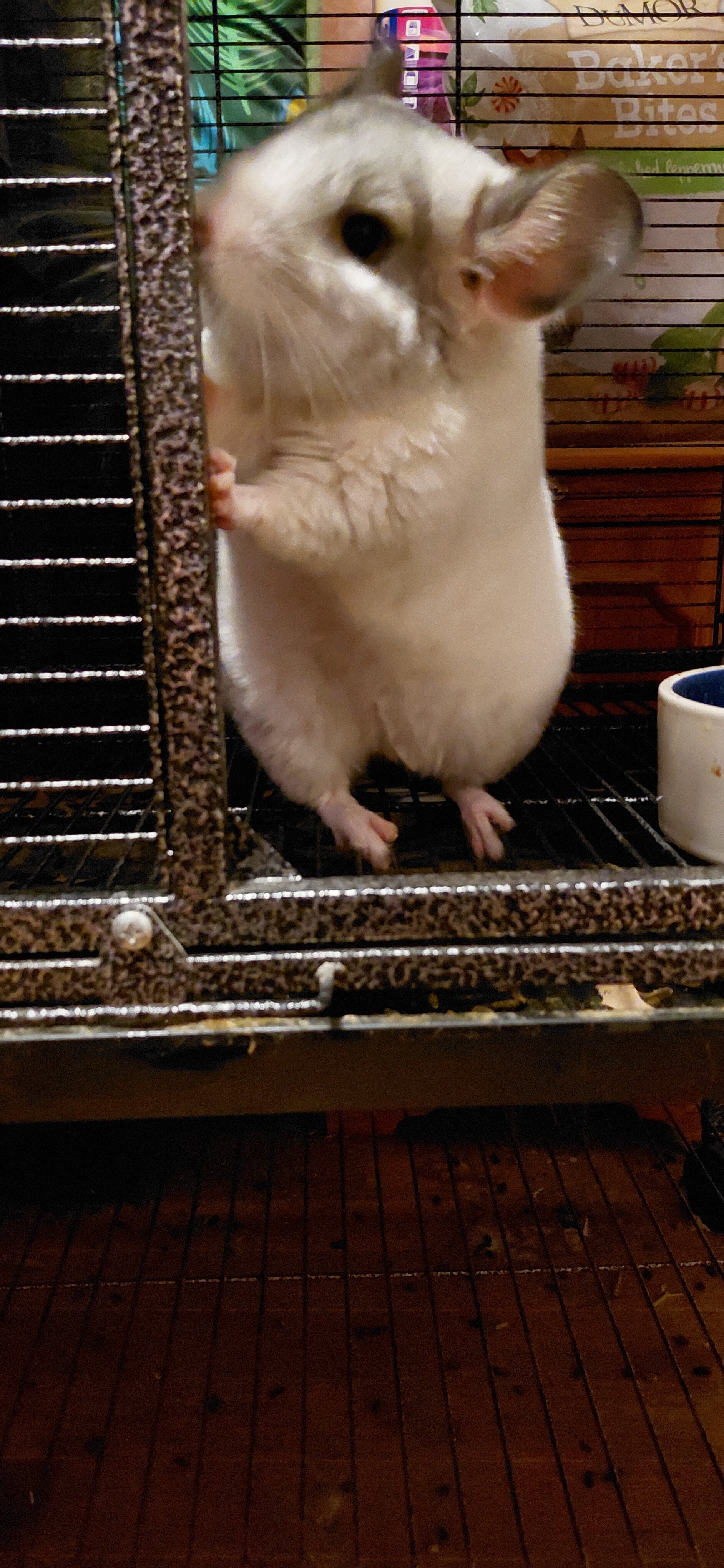 Young Chinchilla image 3