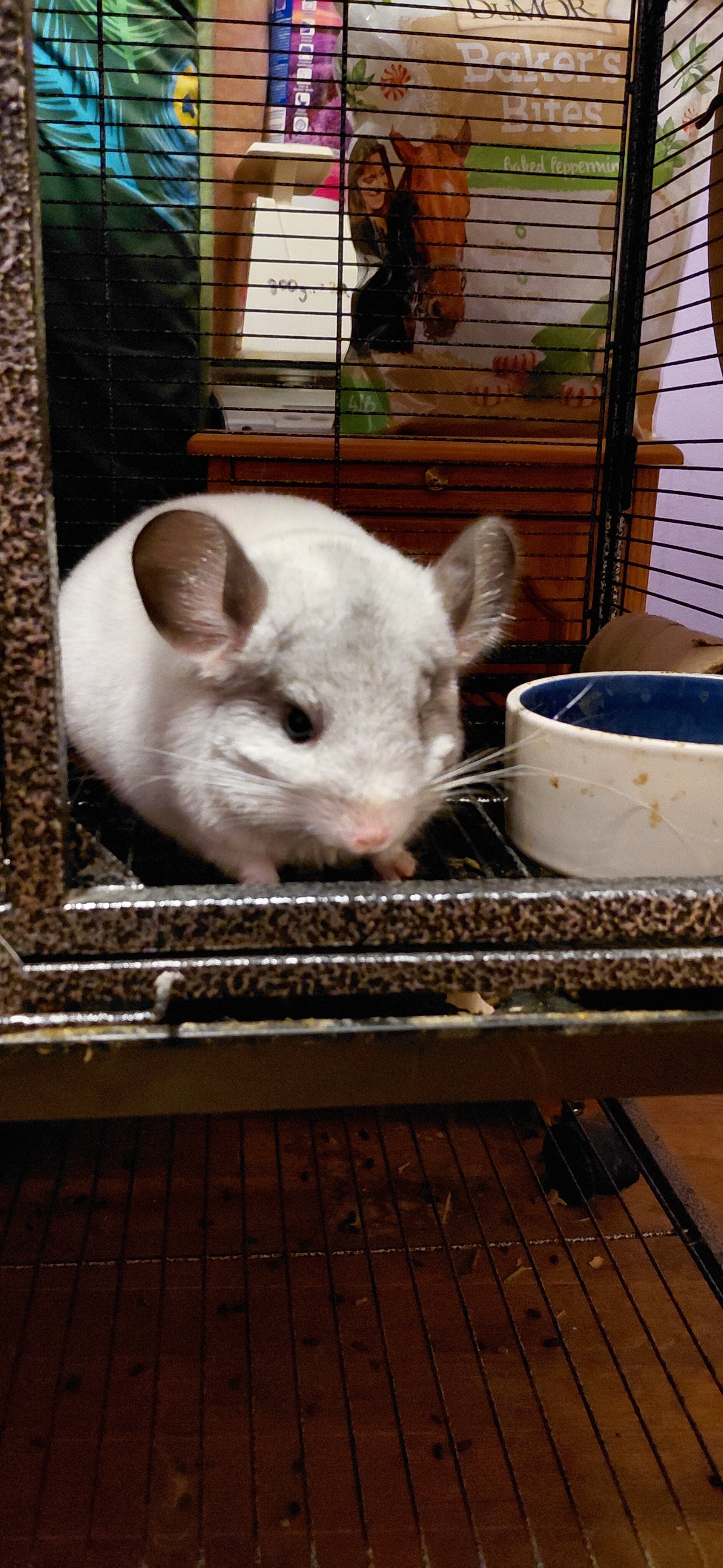 Young Chinchilla image 1