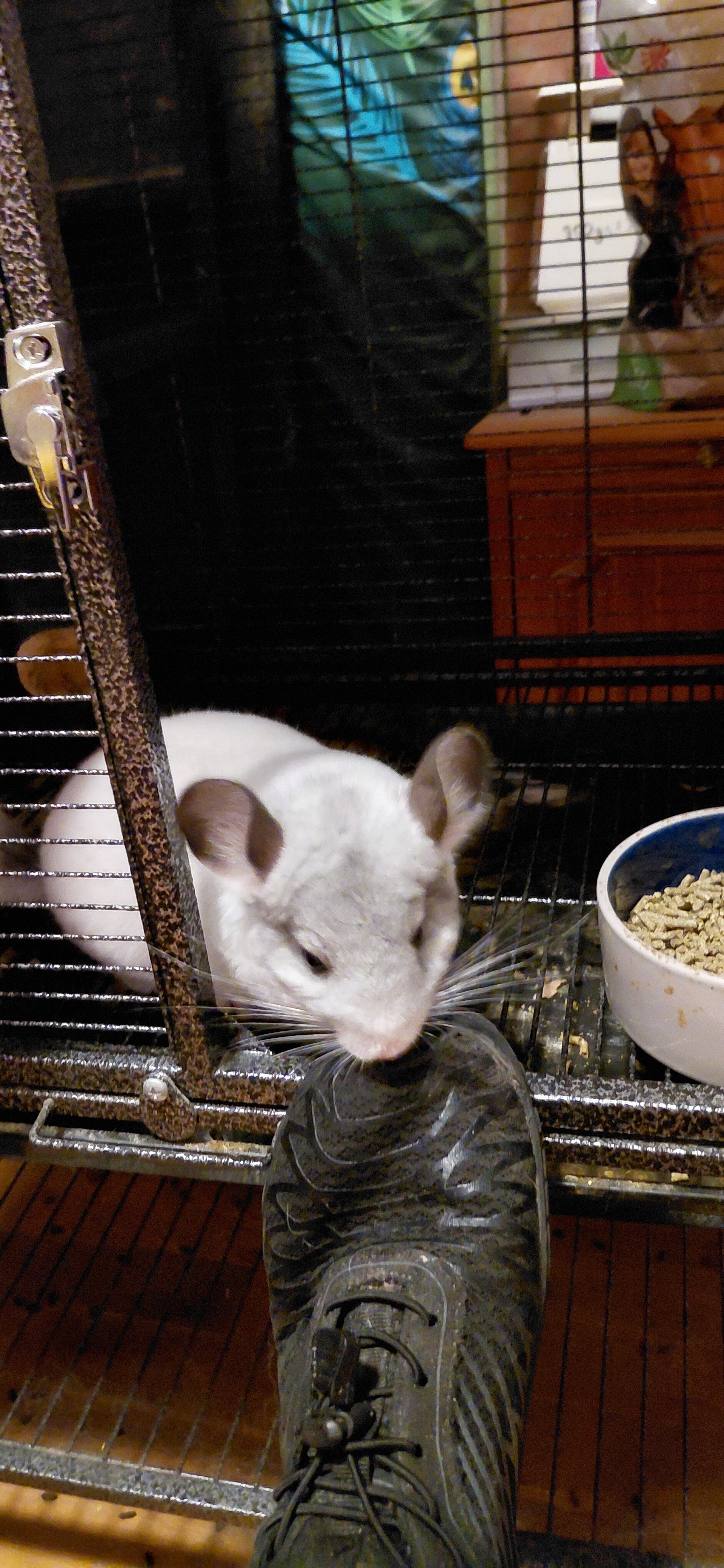 Young Chinchilla image 6