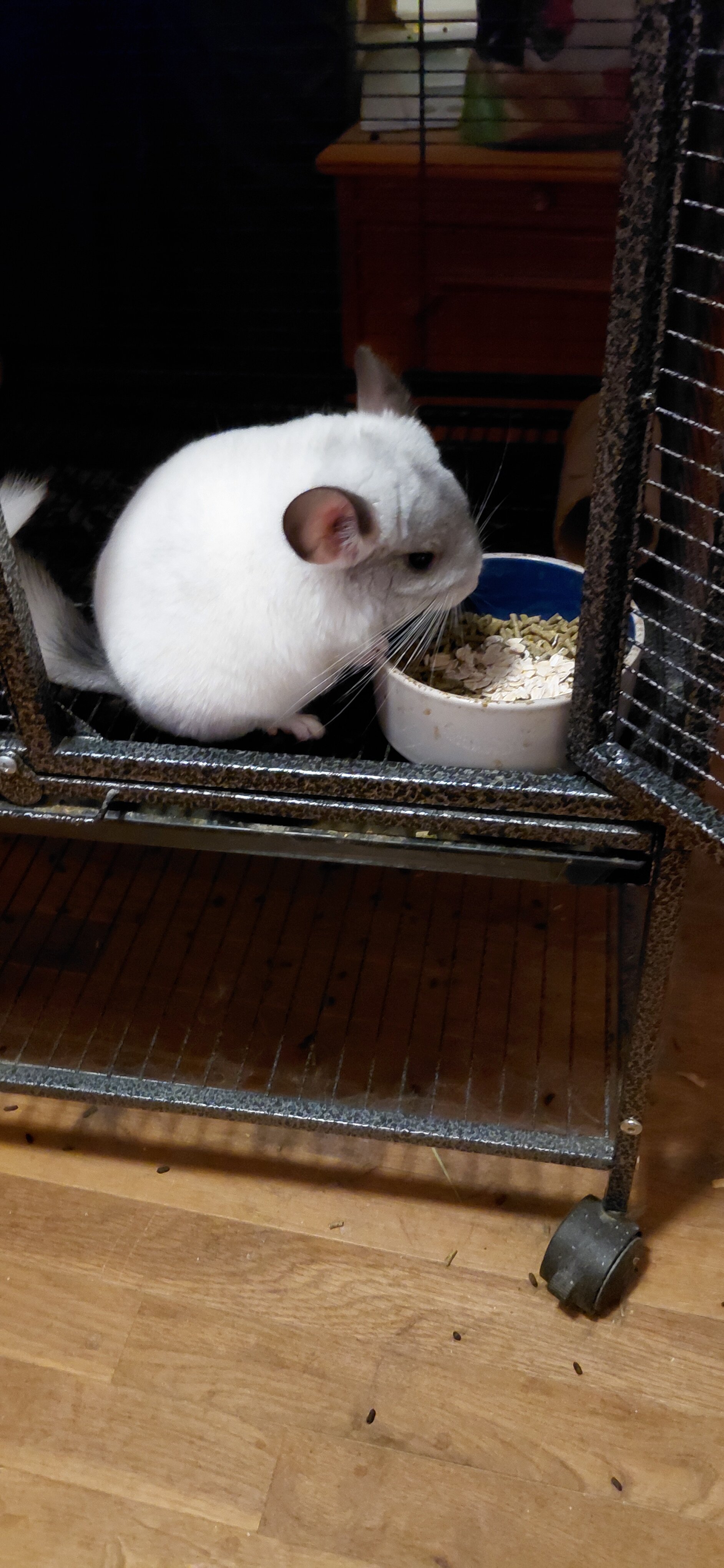 Young Chinchilla image 4