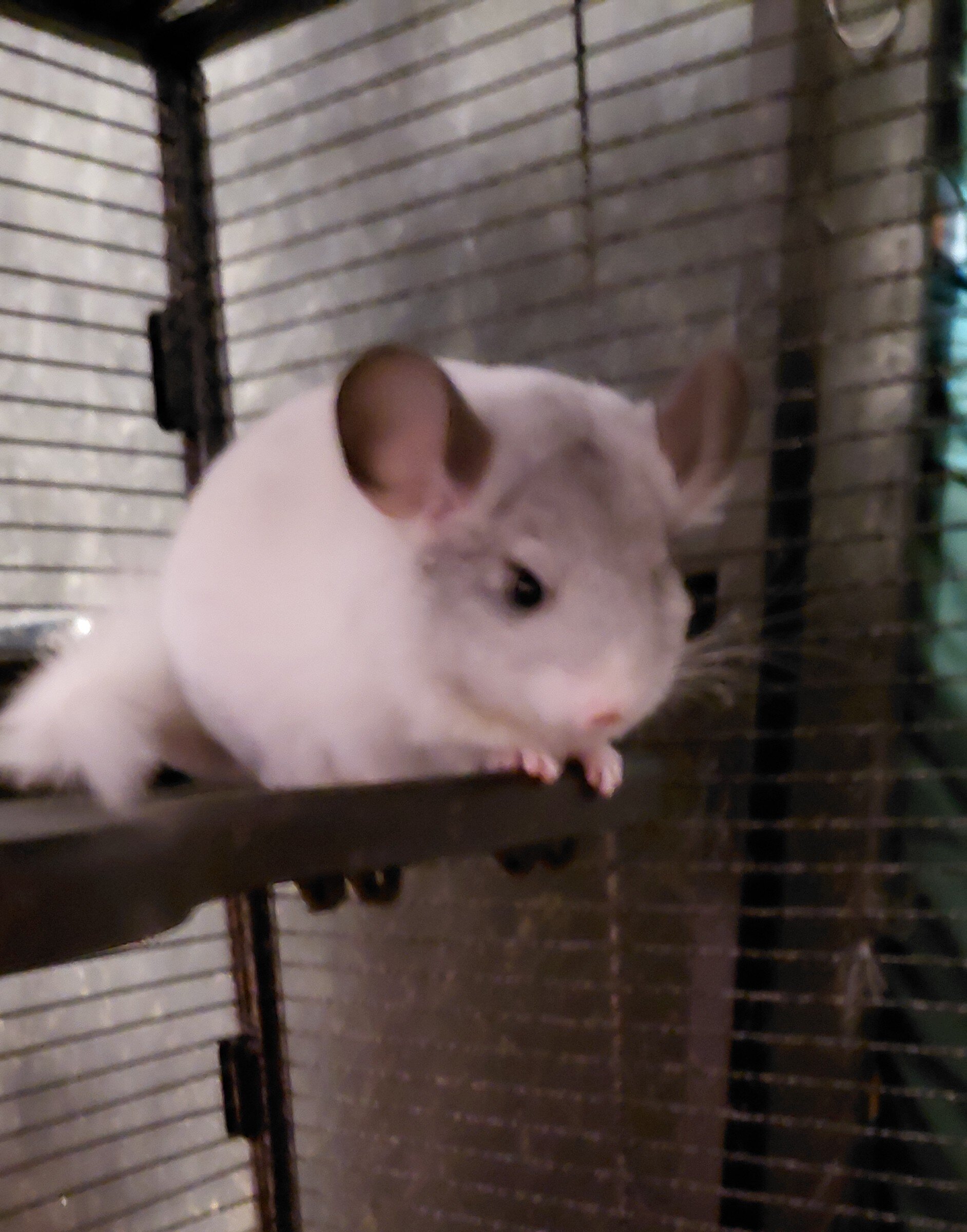 Young Chinchilla image 2