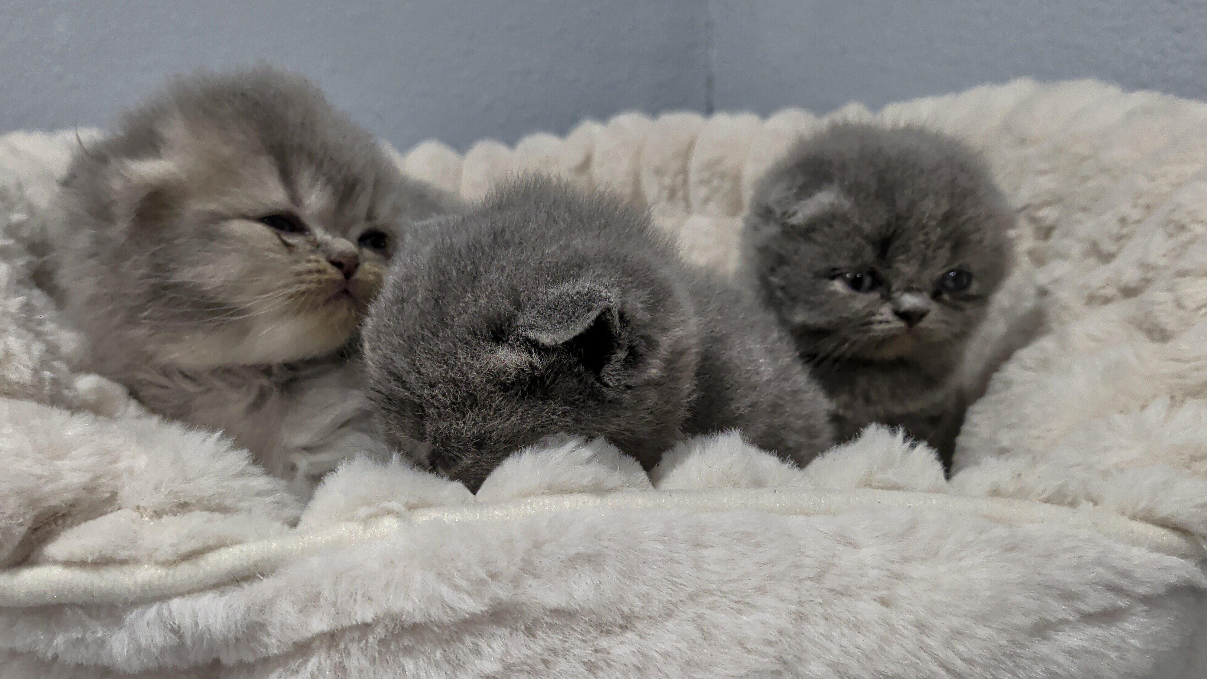 Scottish Folds image 3